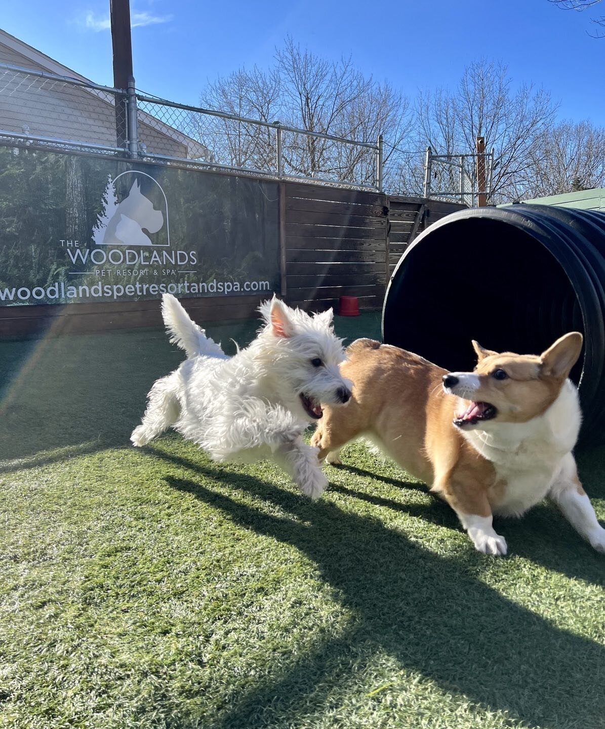 Ivy is having the best time with Bonnie the corgi @thewoodlandsluxurypetresort  I love that they send pictures to me during her playtime at doggy daycare. Warms my heart seeing her soooo happy 🥰