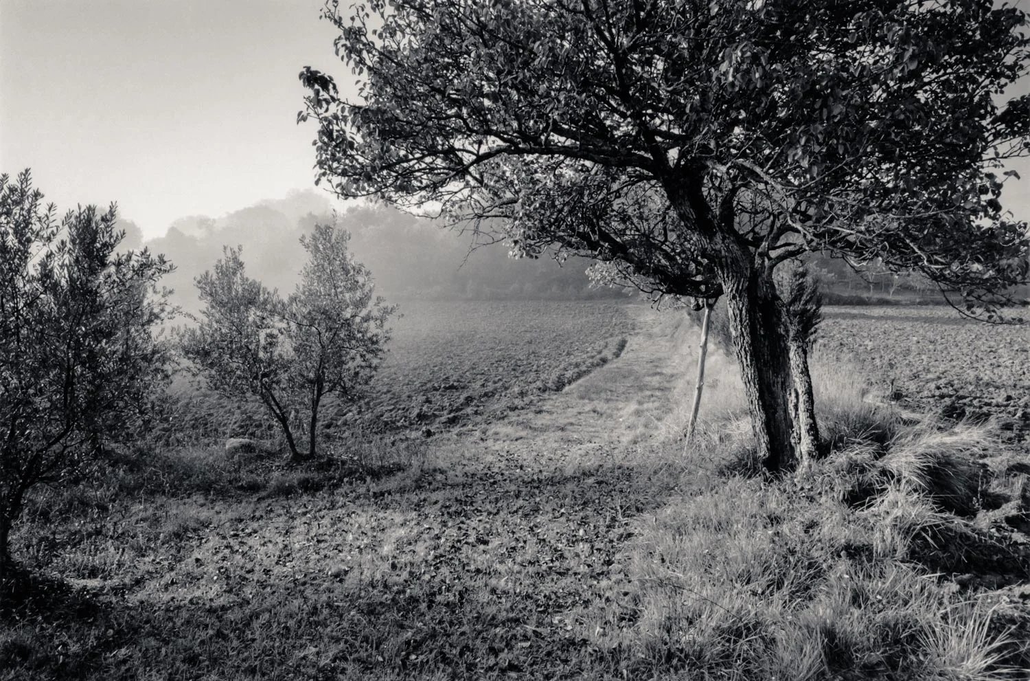 Field with Free
