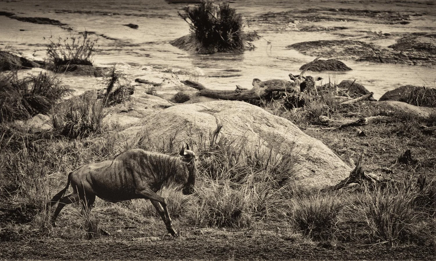 Wildebeest in Mara River