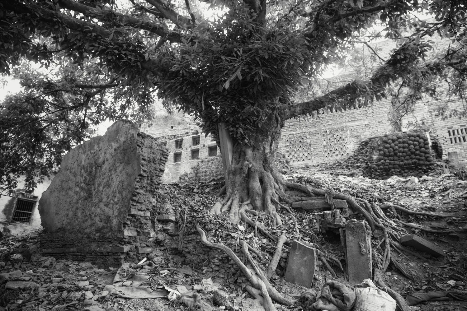 Victorious Tree
