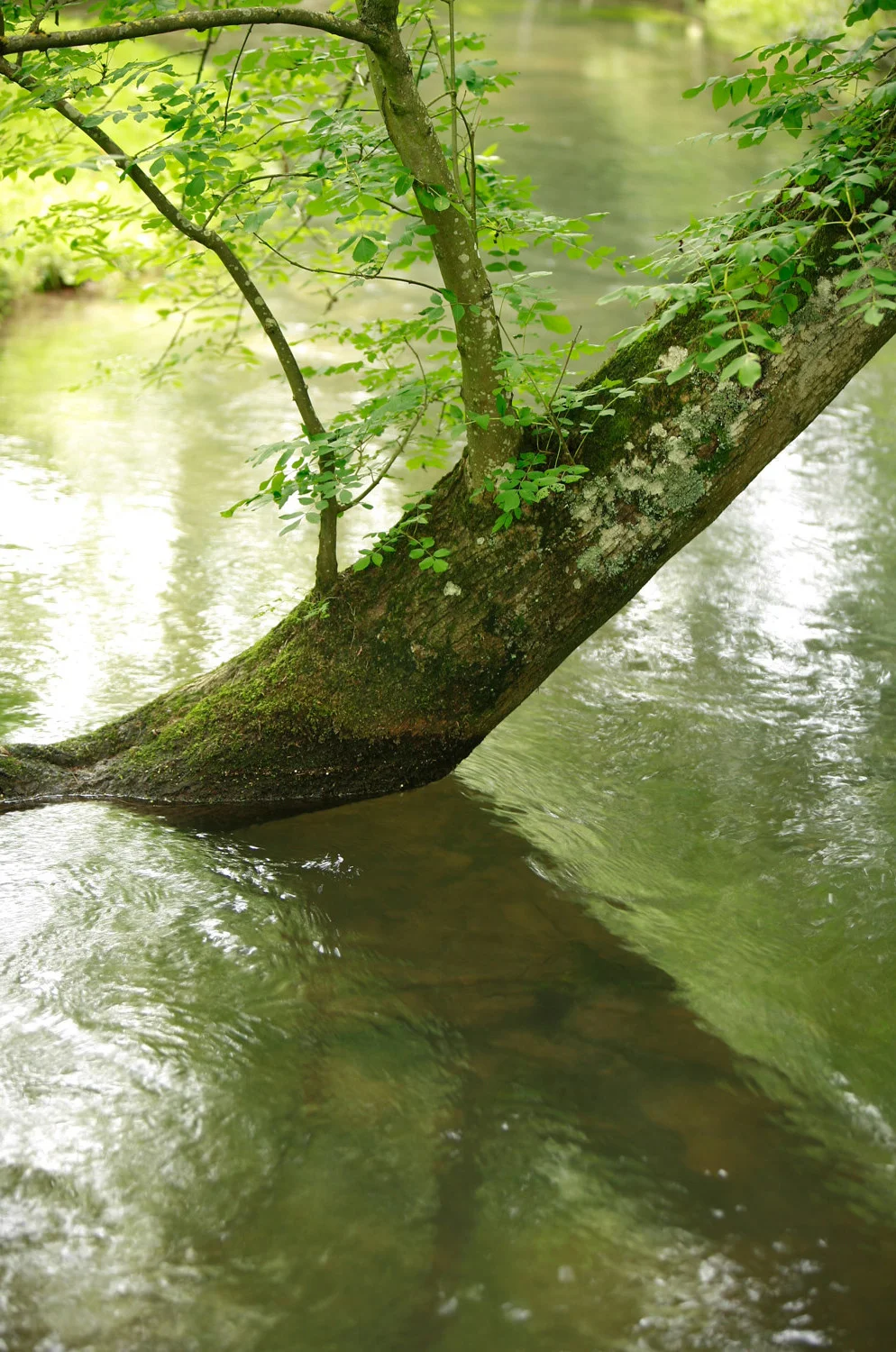 Tree Reflection