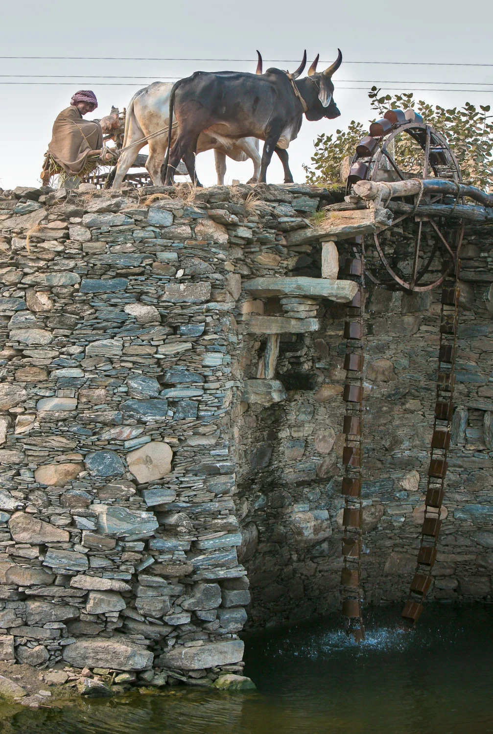 Water Bucket with Oxen