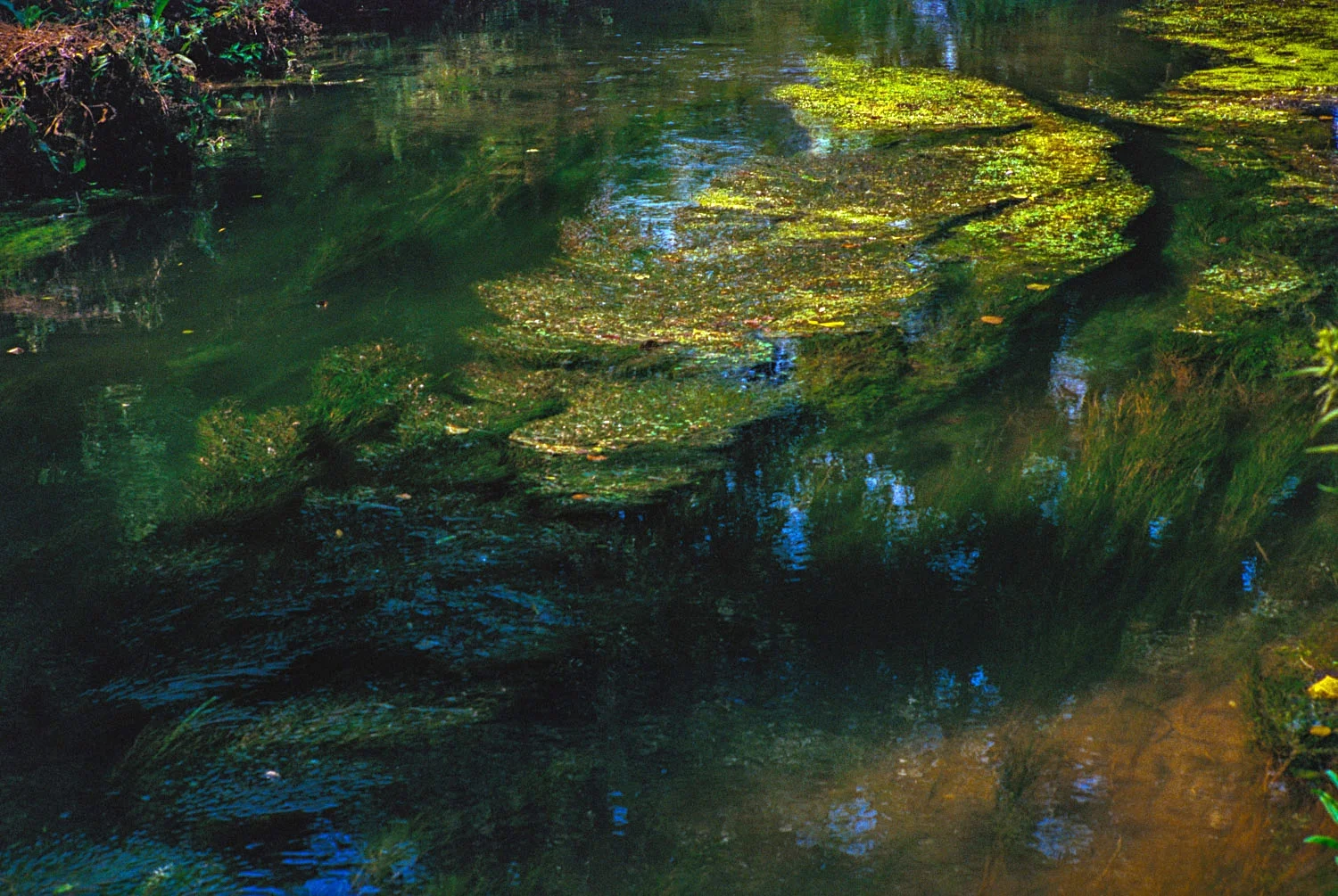 Monet's Garden