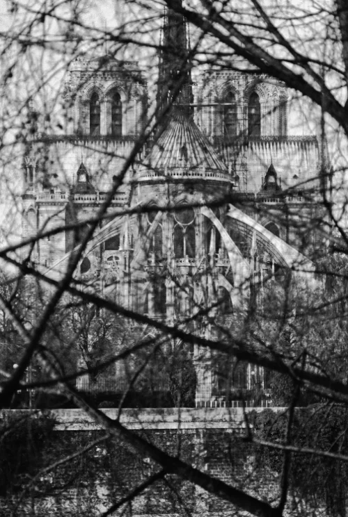 Notre-Dame, Facing West, with Branches