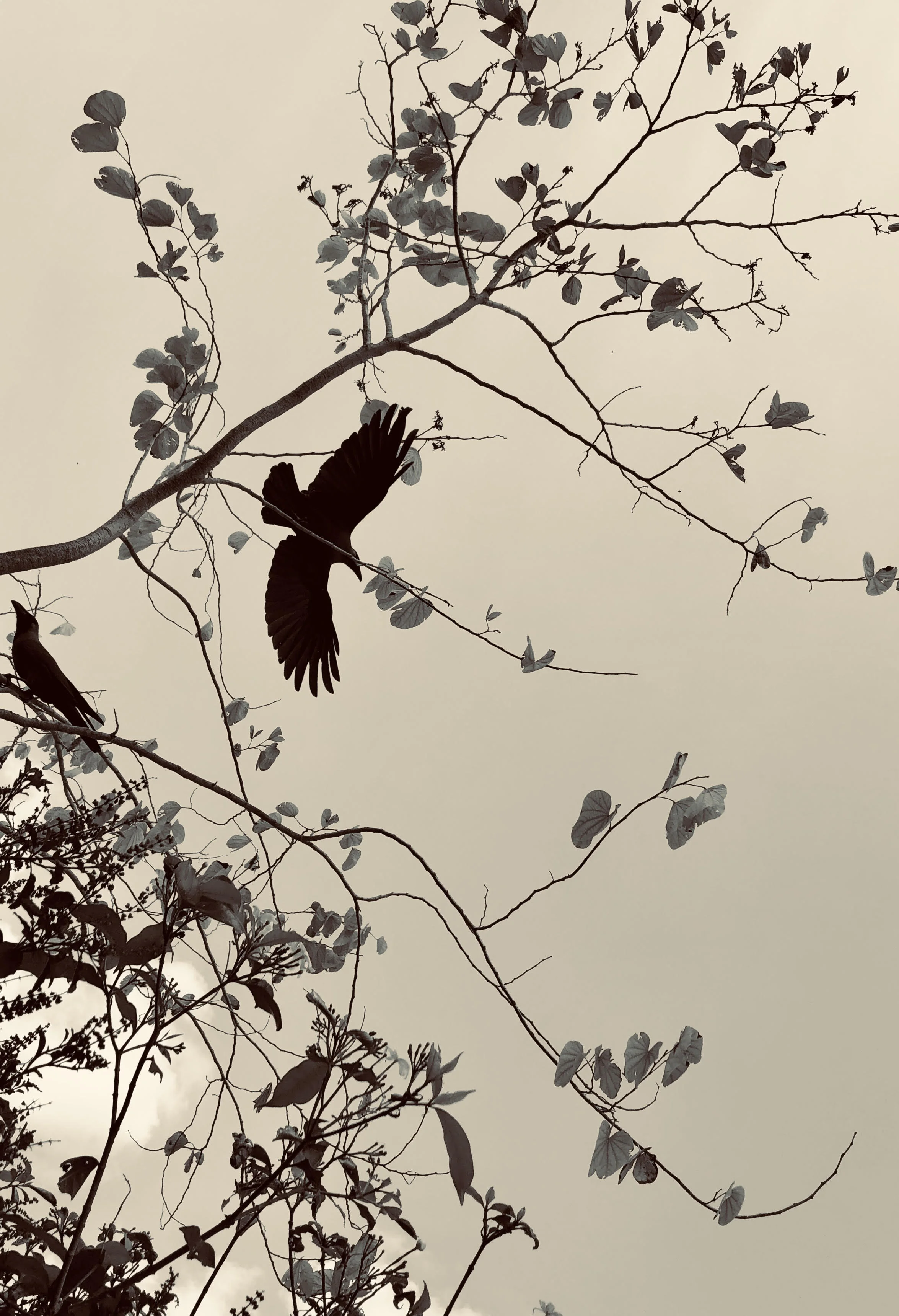 Birds In Tree