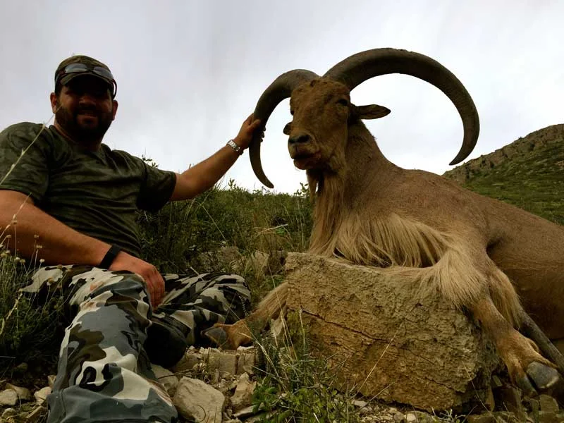 4-Low-Fence-SCI-Aoudad-Ram.jpg