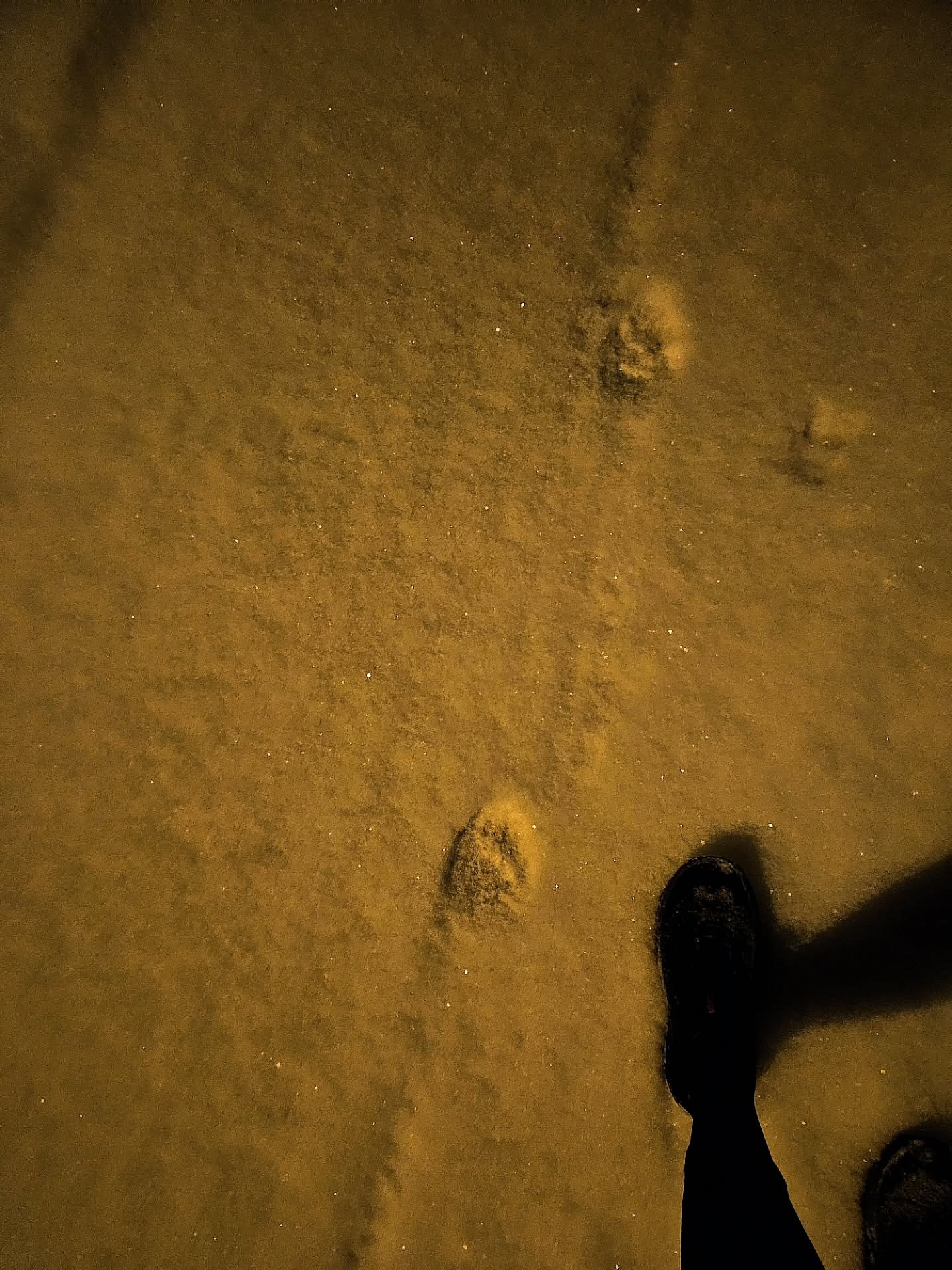 Vi kom tv&aring;a idag, lodjuret kom f&ouml;rst. Men vi var n&auml;ra 😊