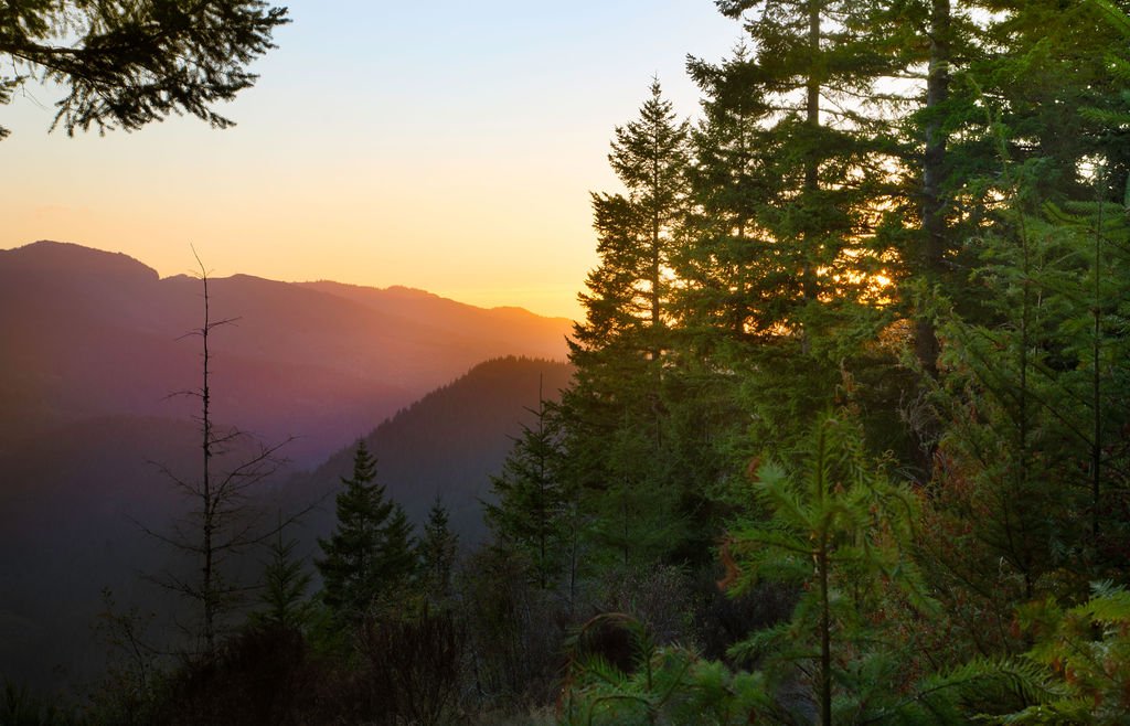 In a market where supply chains are uncertain and tariffs on imported lumber are rising, Anthology Woods stands out as a reliable, American-milled solution. Based in Oregon, we source and process all our wood products in the U.S., including FSC&reg; 