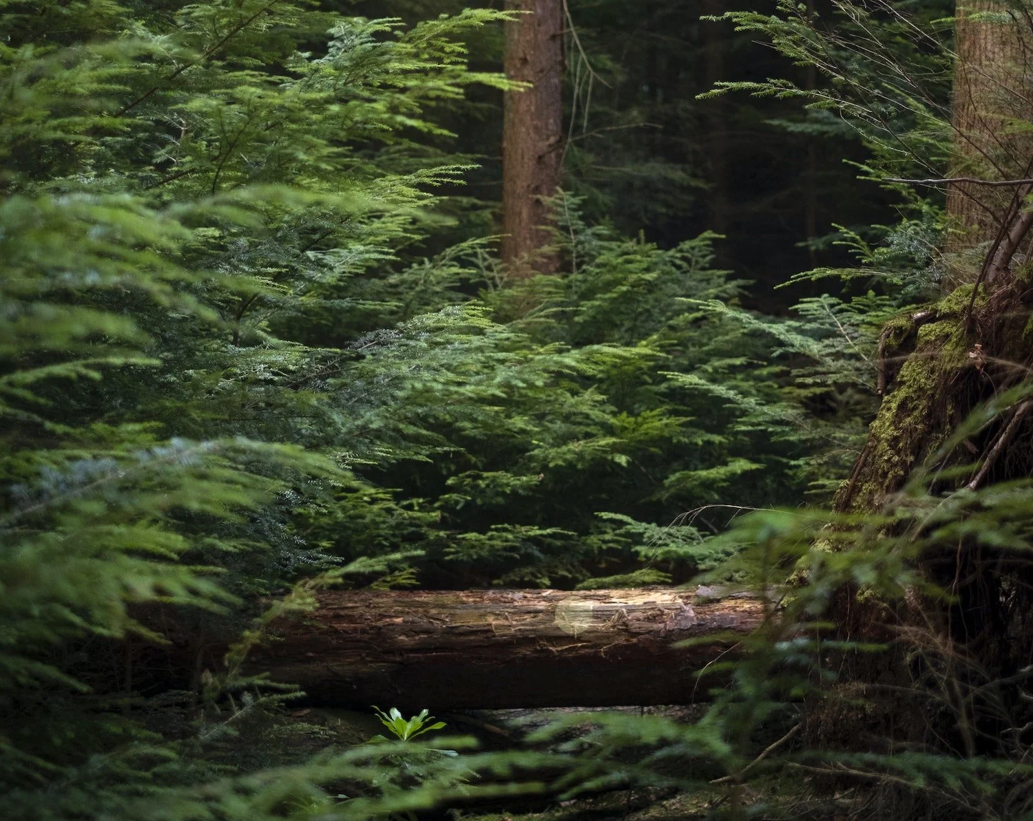 All About Cedar Sustainable Wood for Cladding & Decking — ANTHOLOGY WOODS