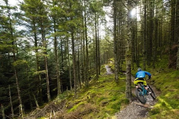 Whinlatter Forest MTB