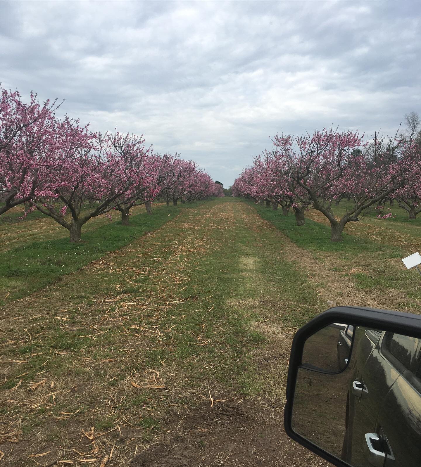 The bloom is on!! Peaches by the middle of May (weather permitting). PTL!!
#winonaorchards #easttexaspeaches #texaspeaches #texasfarmersmarket