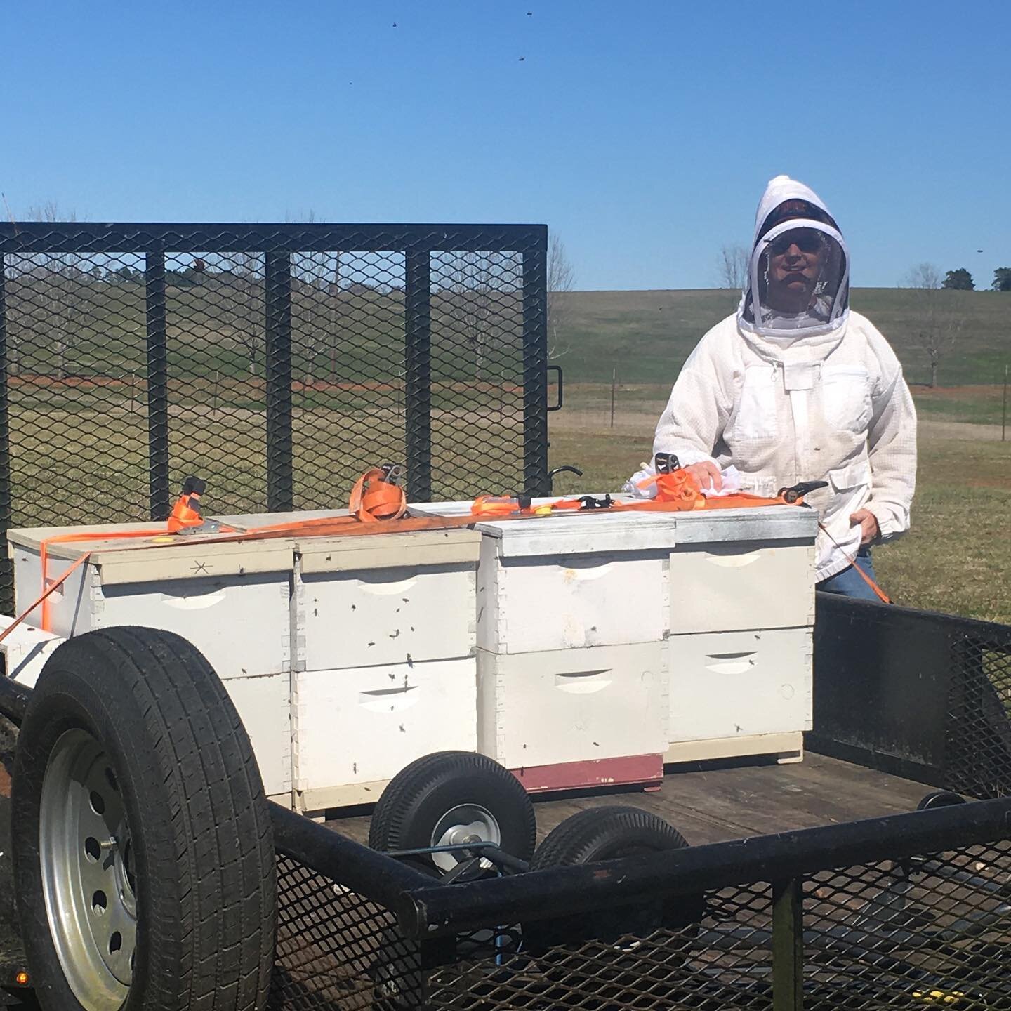 The Bees have arrived to help pollinate our blueberries!!Many thanks to Jim from Sugar Creek Honey - we&rsquo;ll take good care of them! #sugarcreekhoney #texasfruit #winonaorchards #etxpeaches #peaches #blueberries #bees