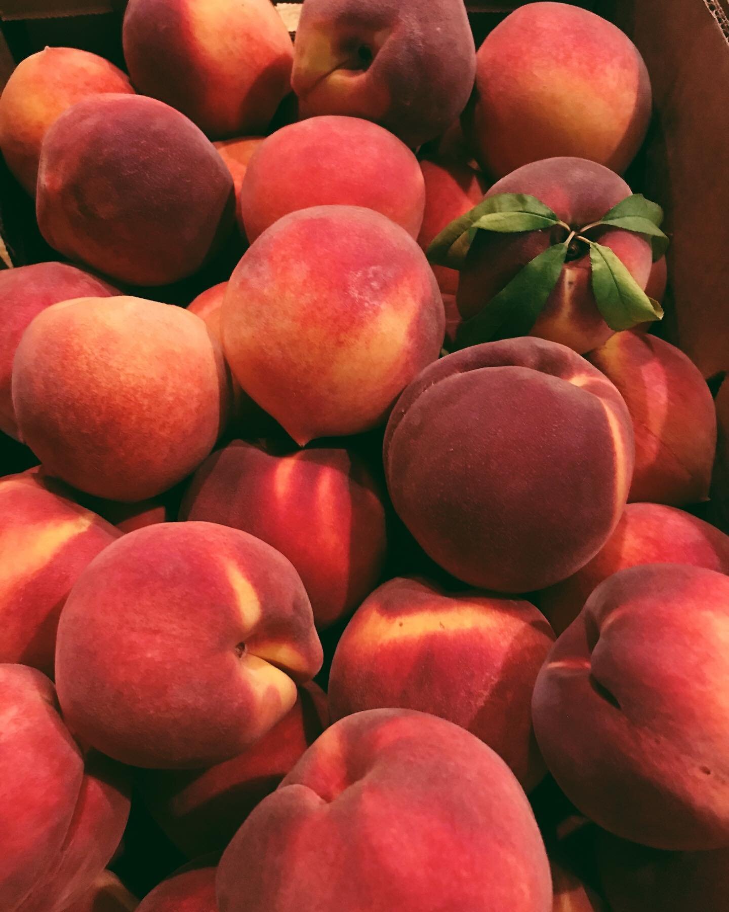 Here&rsquo;s a pleasant thought on this cold, Tyler day: warm &amp; fuzzy peach season&rsquo;s less than 6 months away! ❄️🍑
-
-
#winonaorchards #texaspeaches #peaches #peach #blueberries #blackberries #844txfruit #texasfruit #903 #farmfresh #easttex