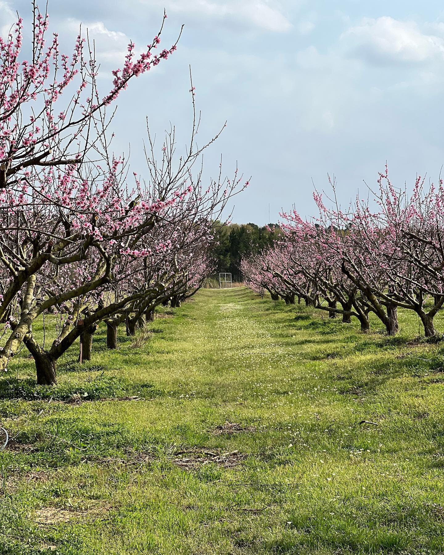 The bloom is on!! Our 2022 peach season is off to a great start - plenty of chill hours and no freeze in sight while we&rsquo;re blooming. Praise the Lord!! Looking forward to seeing all of you at the farmers markets in May!