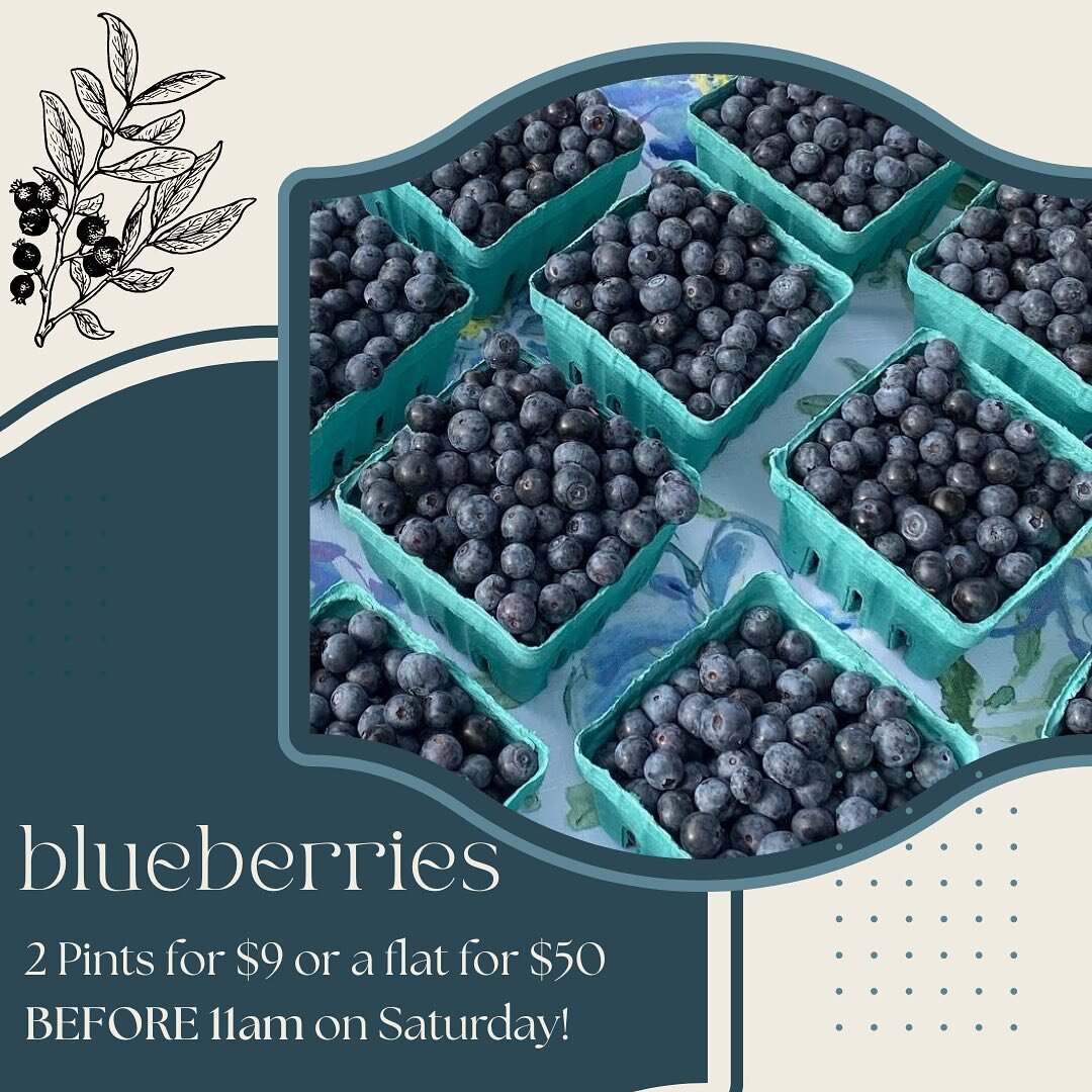 🫐Blueberry Sale!🫐 

Hey guys! We are so happy to share that our blueberries are thriving right now! Due to this, we want to give y&rsquo;all the opportunity to stock up on some of these amazing berries. Come see us before 11am and get your blues! W