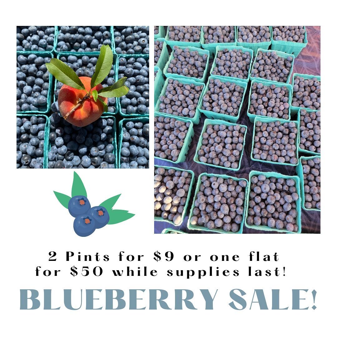 🫐Red, White, and Blues!🫐🇺🇸

Hey friends! We have an abundance of blueberries again so, we&rsquo;re doing the same deal as last week, discounted berries for our Saturday Markets! 
Come see us and get your berries just in time for any and all of yo