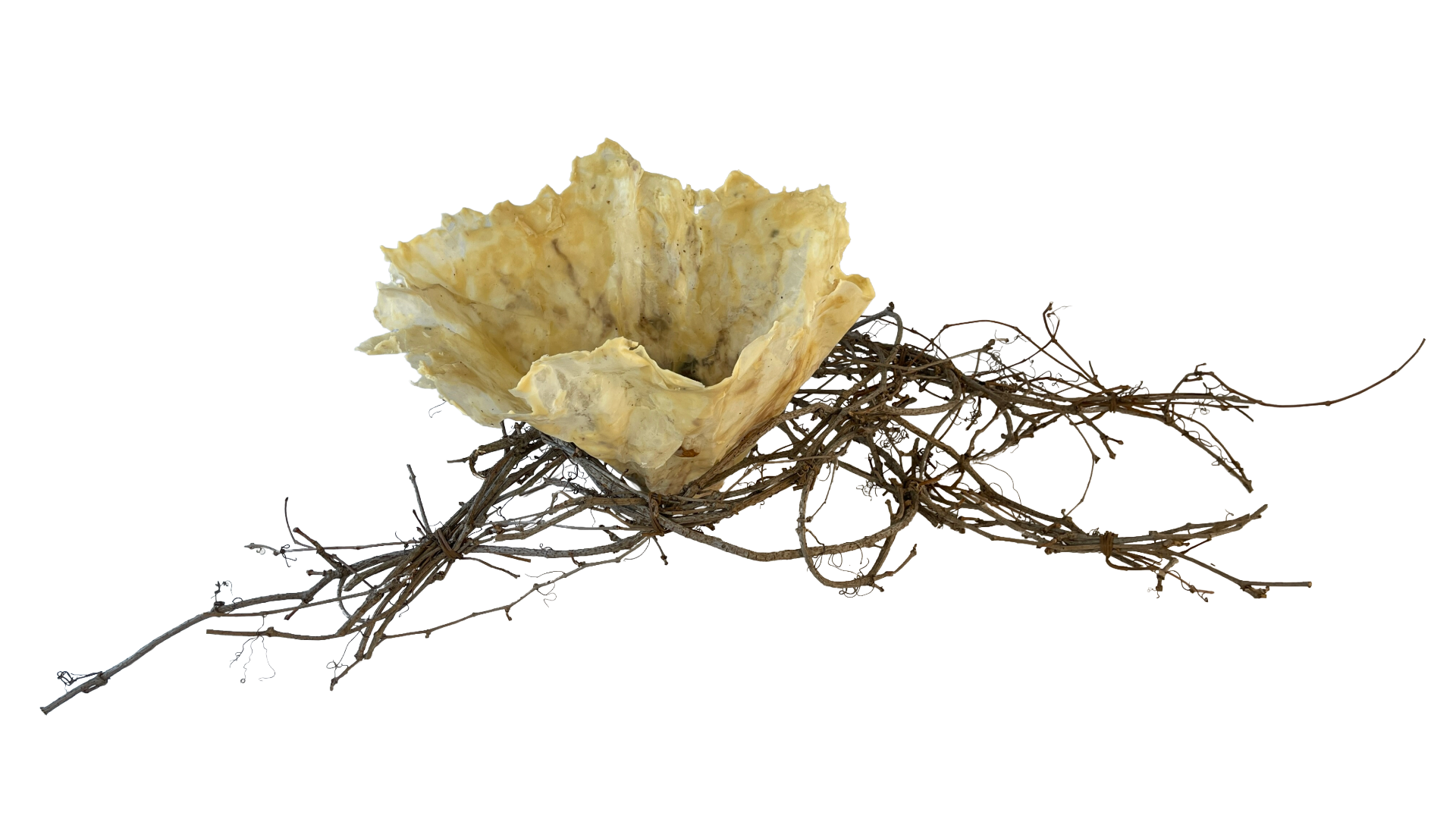 26 - Patty Bowman Kingsley - Fragile Form - PNG.png