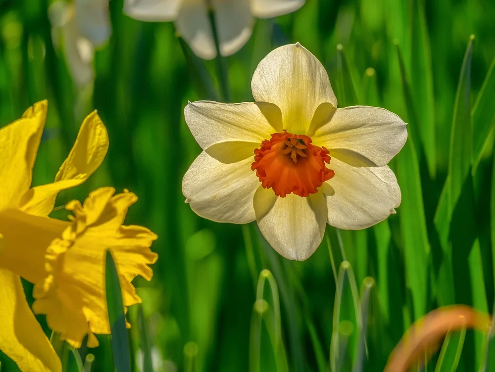 Narcissus Flower Meaning In Hindi Best Flower Site