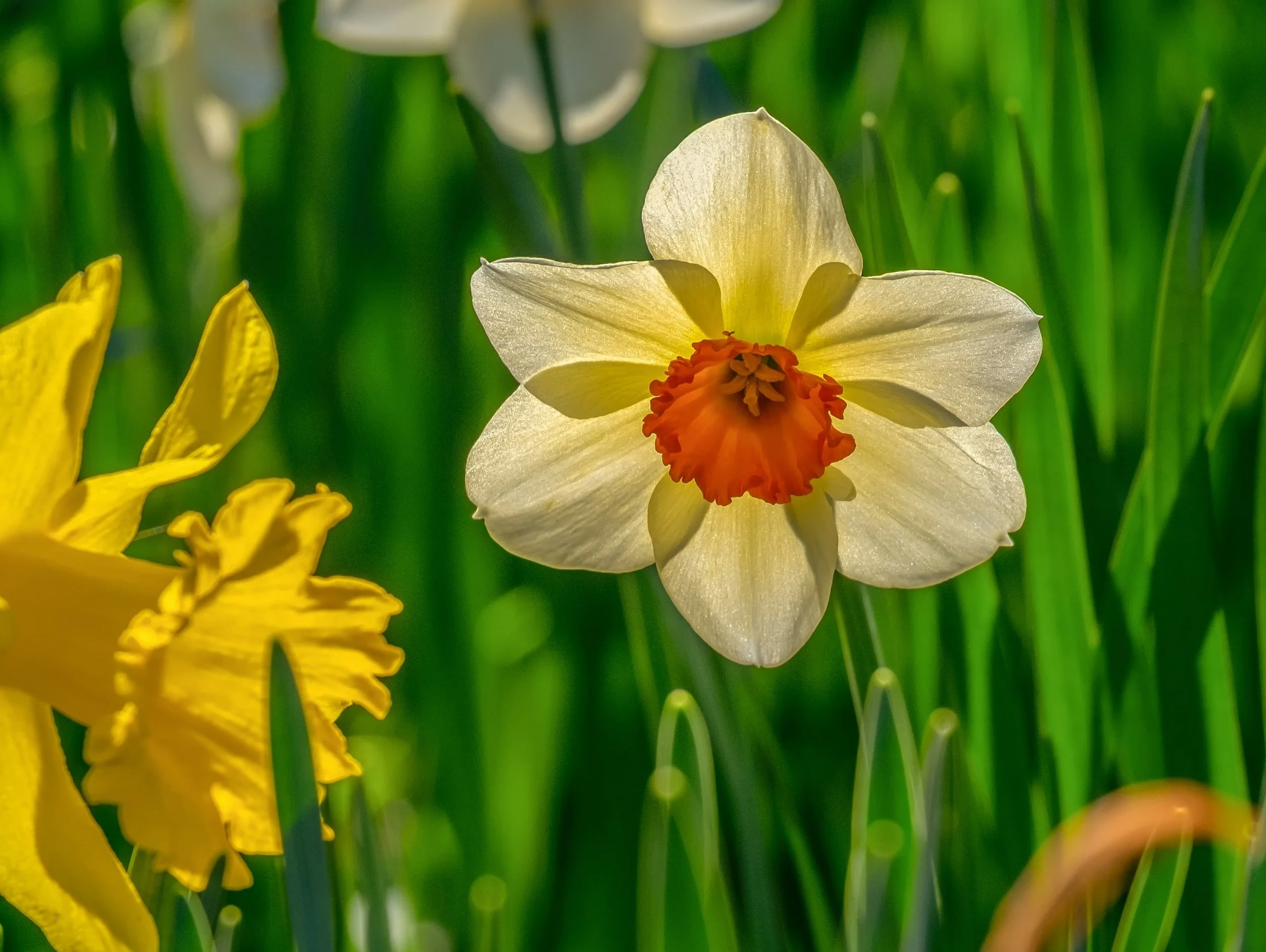 daffodil-4076073.jpg