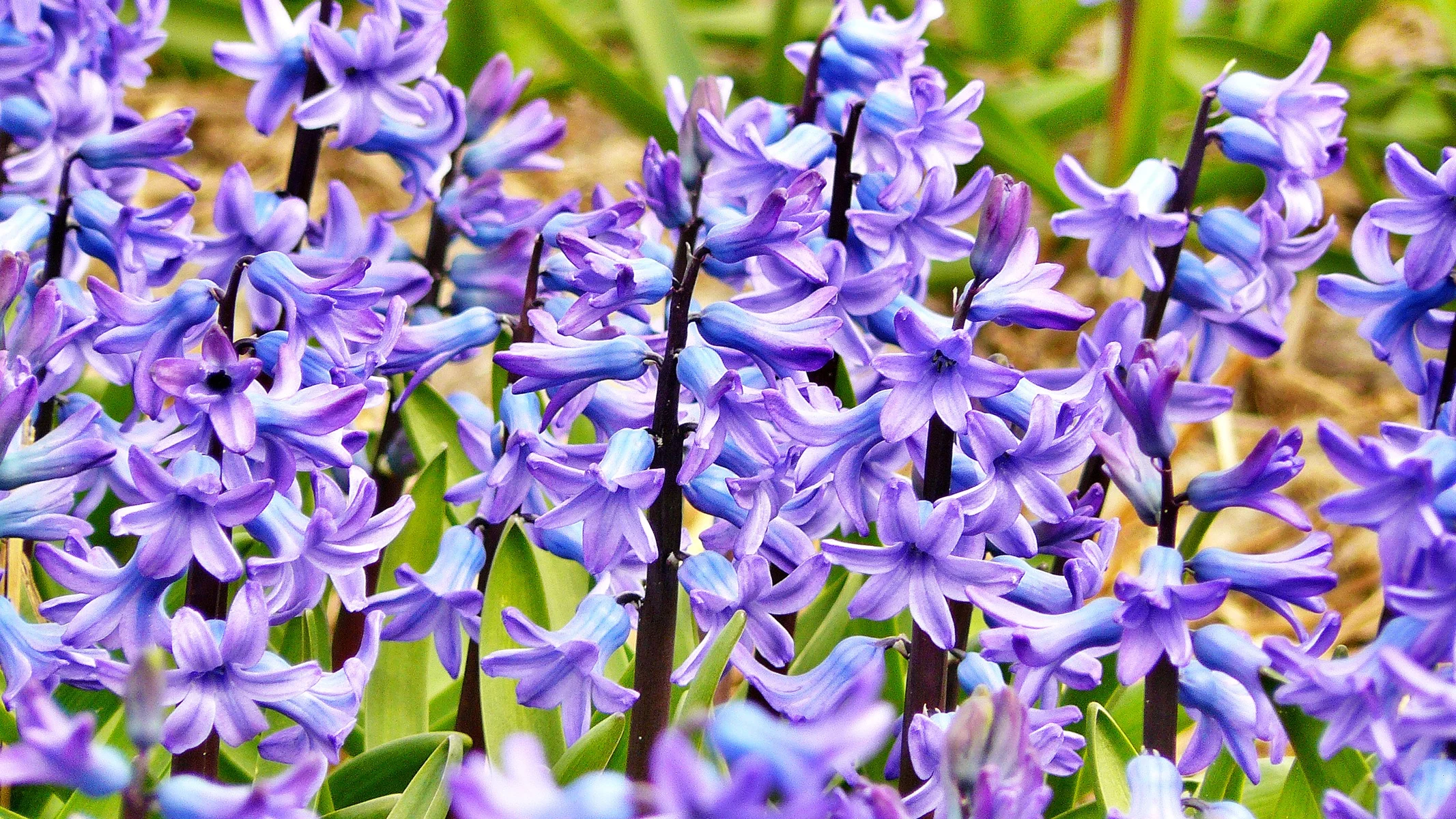 hyacinth-272492.jpg