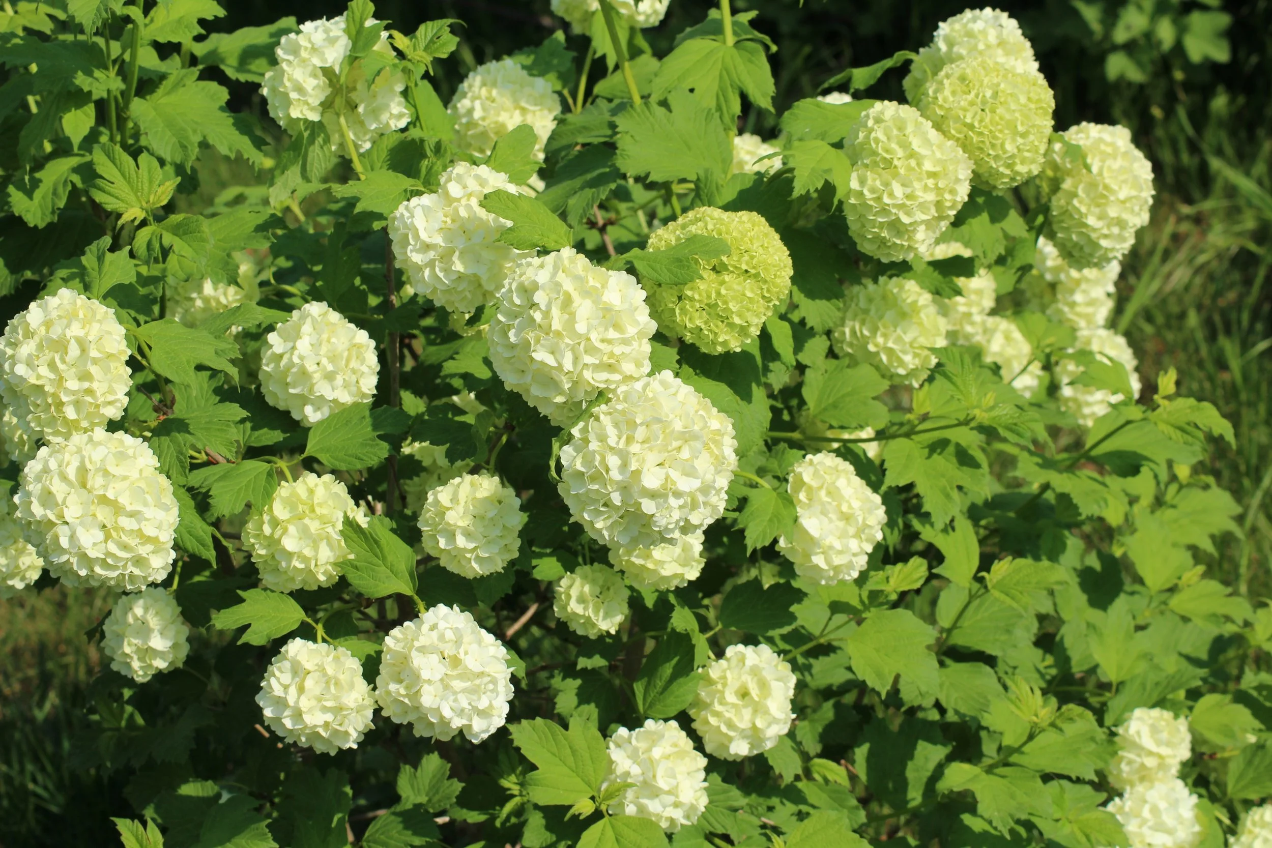 viburnum-3370723.jpg