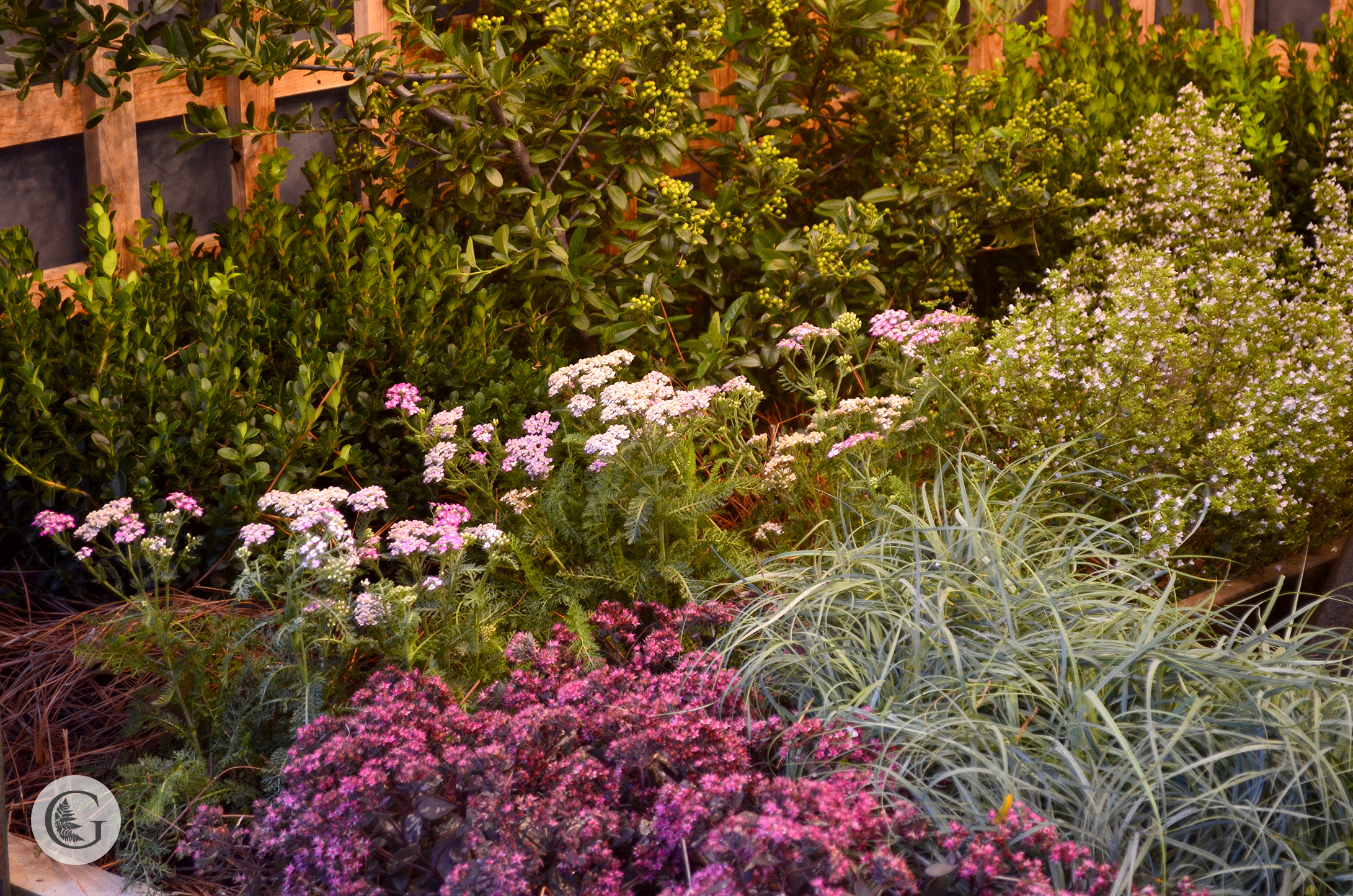 Mush Fest 2019 plants.jpg