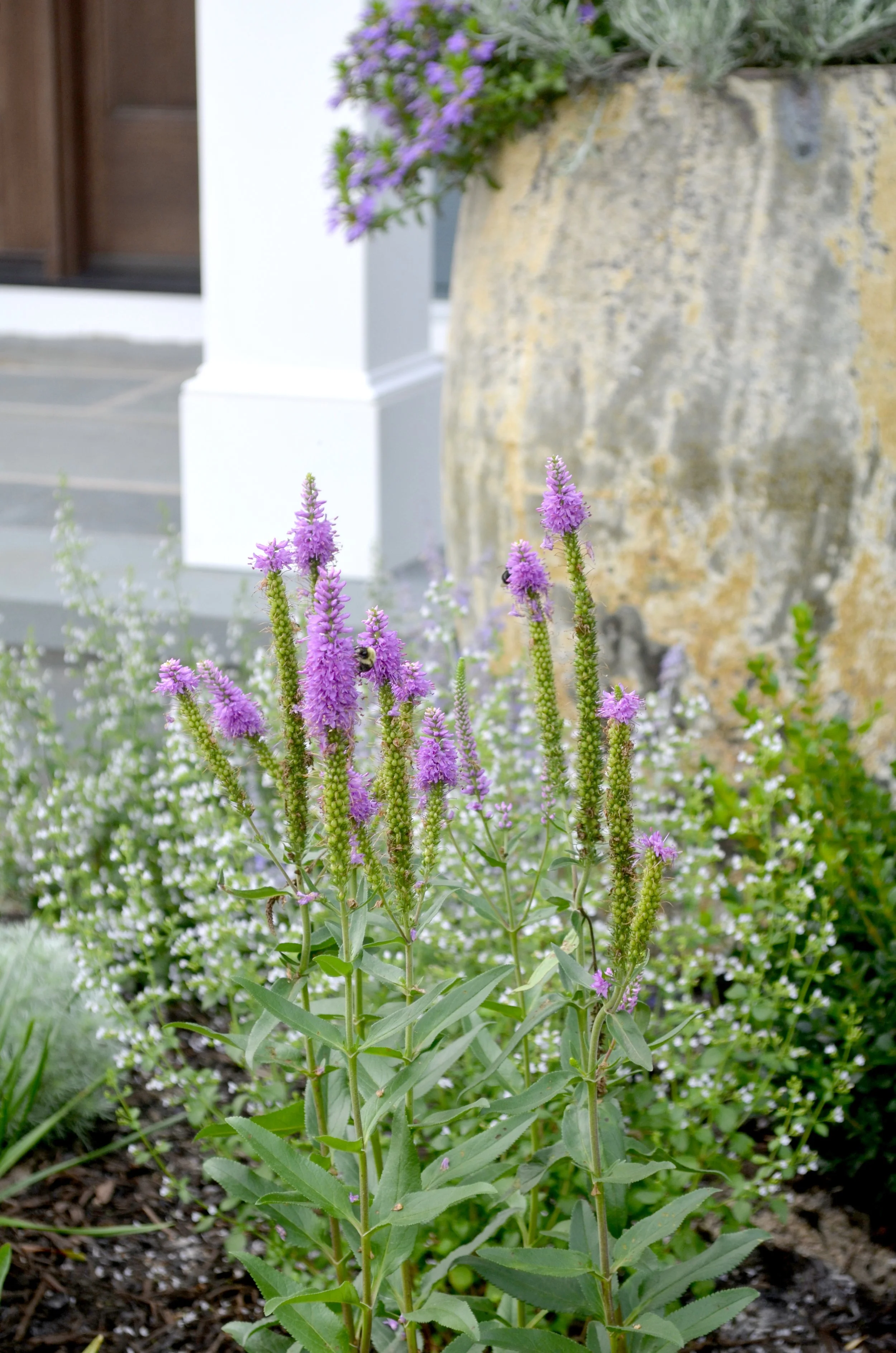 flowers and bees 2.jpg