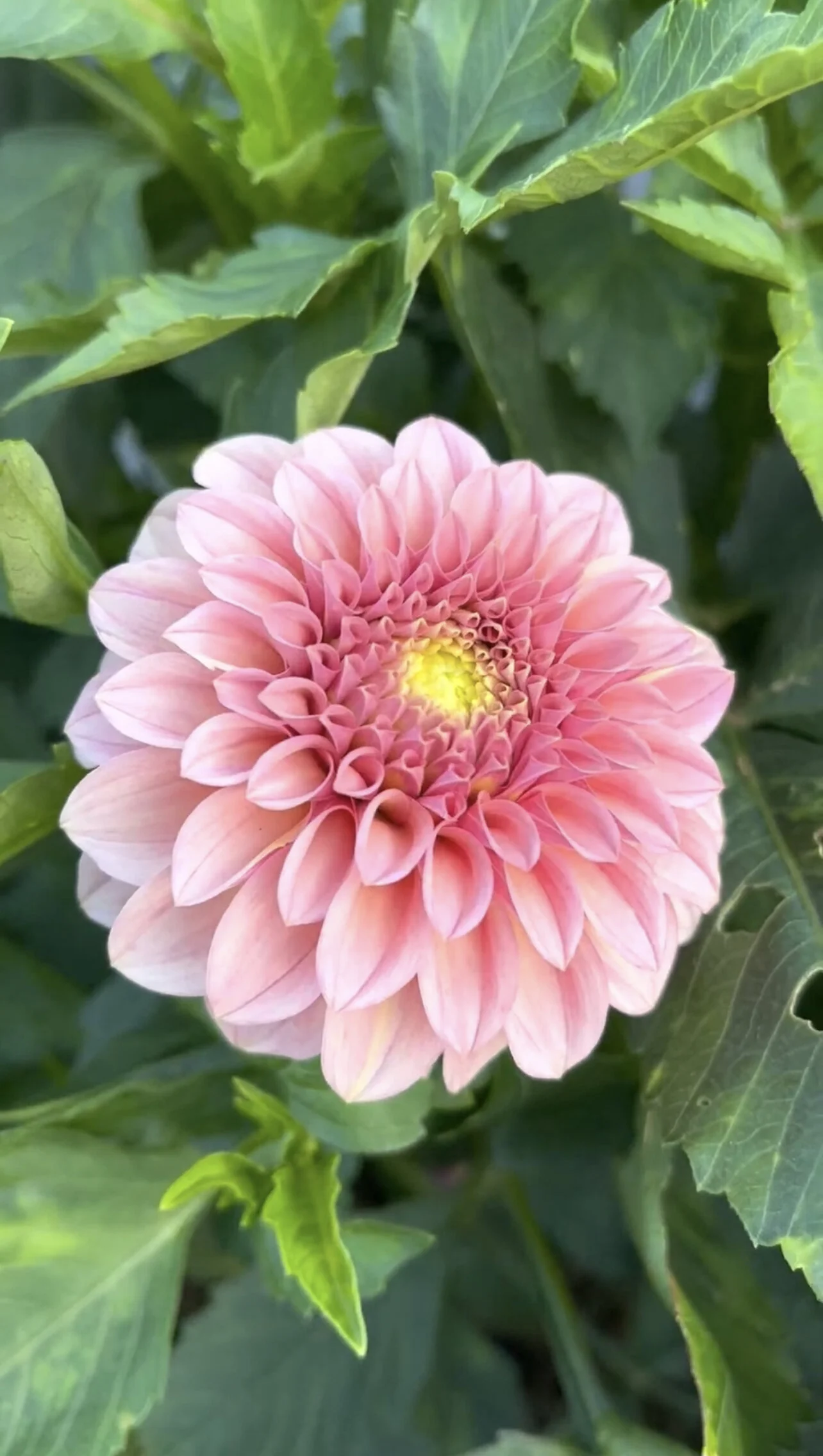 690822B1-19FC-4CBB-B40F-1E19C4A64611