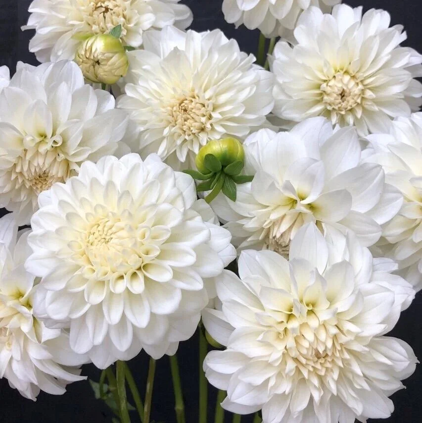 76D19689-4E75-4CA7-B81F-81EBB846A72F