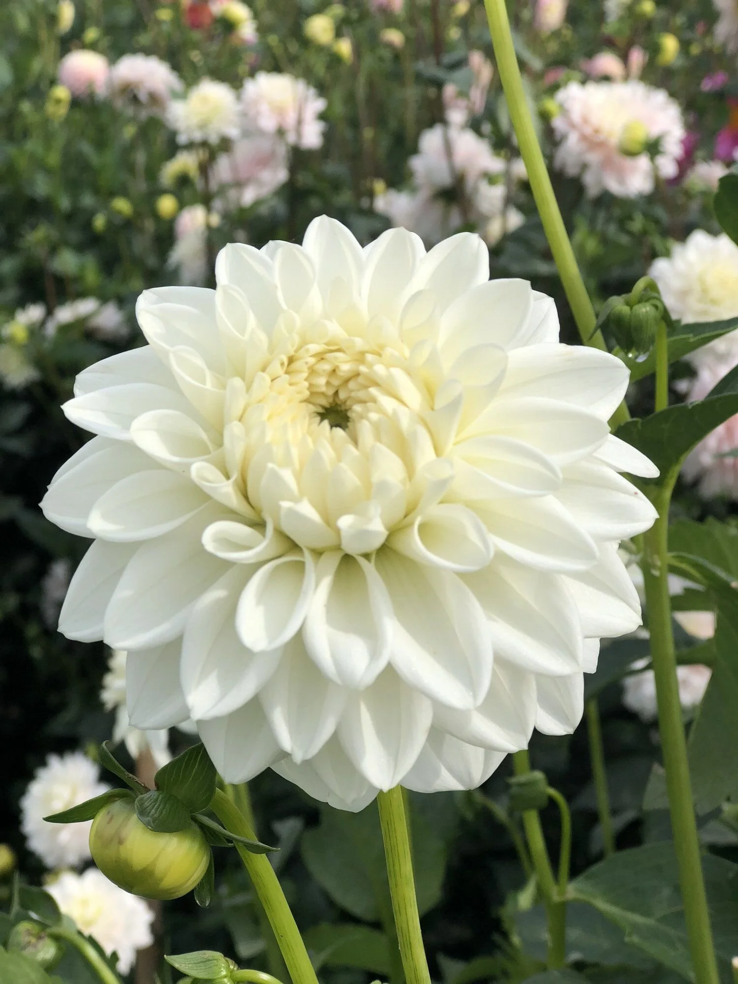 2C0BCEB7-F310-46AB-8420-D4DD5D2F46D3