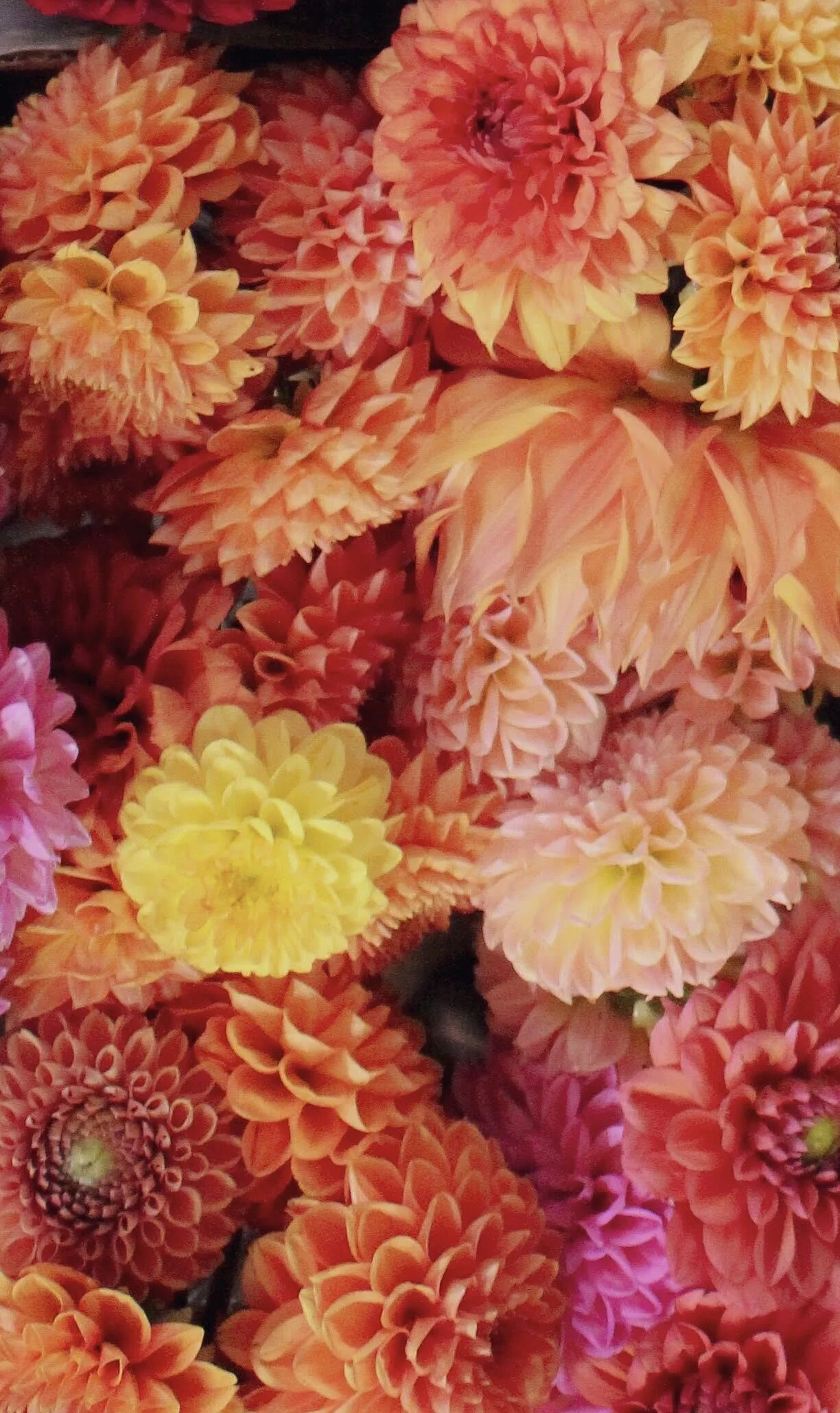 379AEF8C-41BE-424E-A746-96E2F0DBC0D1