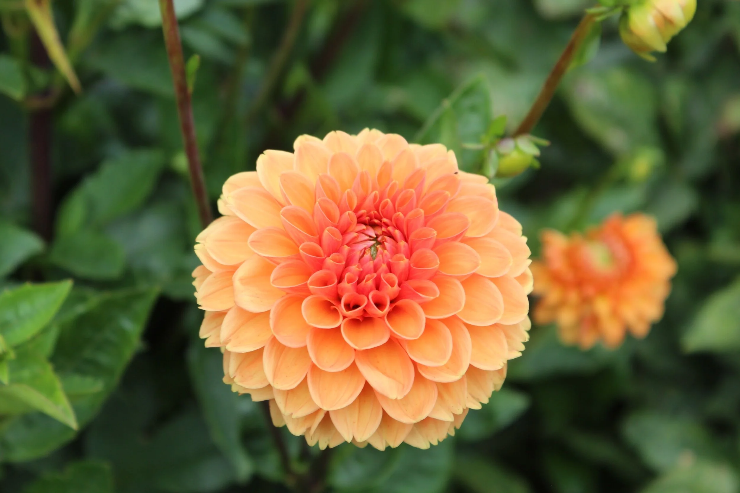 554252FD-EBF7-4557-AEEA-3C7081AA2B26