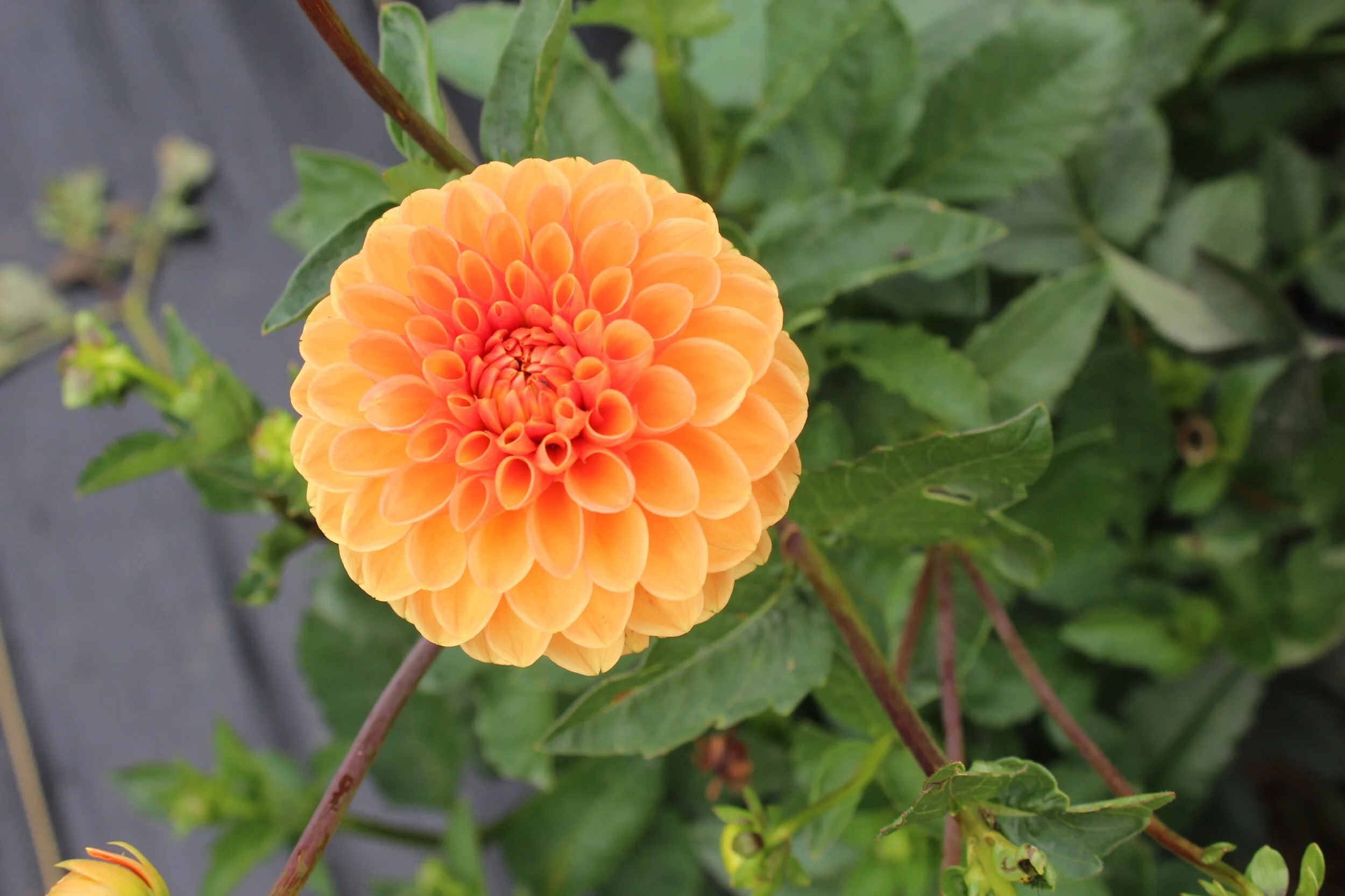 8F88FED7-2B4F-4019-A5C9-B62E8FCD2F2F