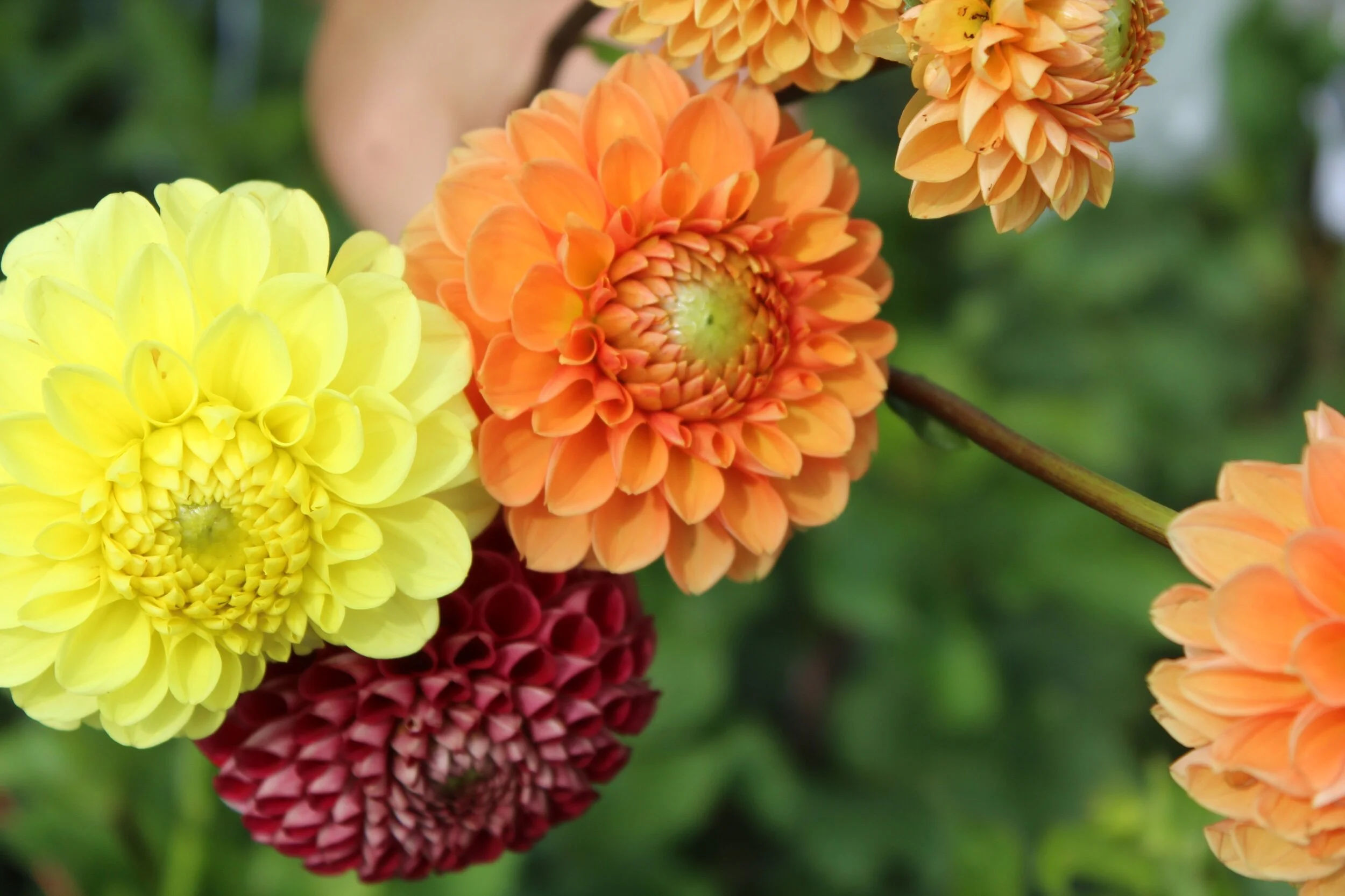 A0E931CF-AA97-4B49-B3C3-CFE563F9DFEA