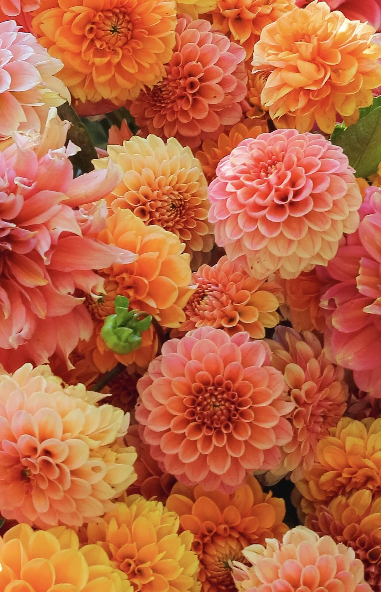 98280A33-5FEC-4872-8C56-D2BD559485AD