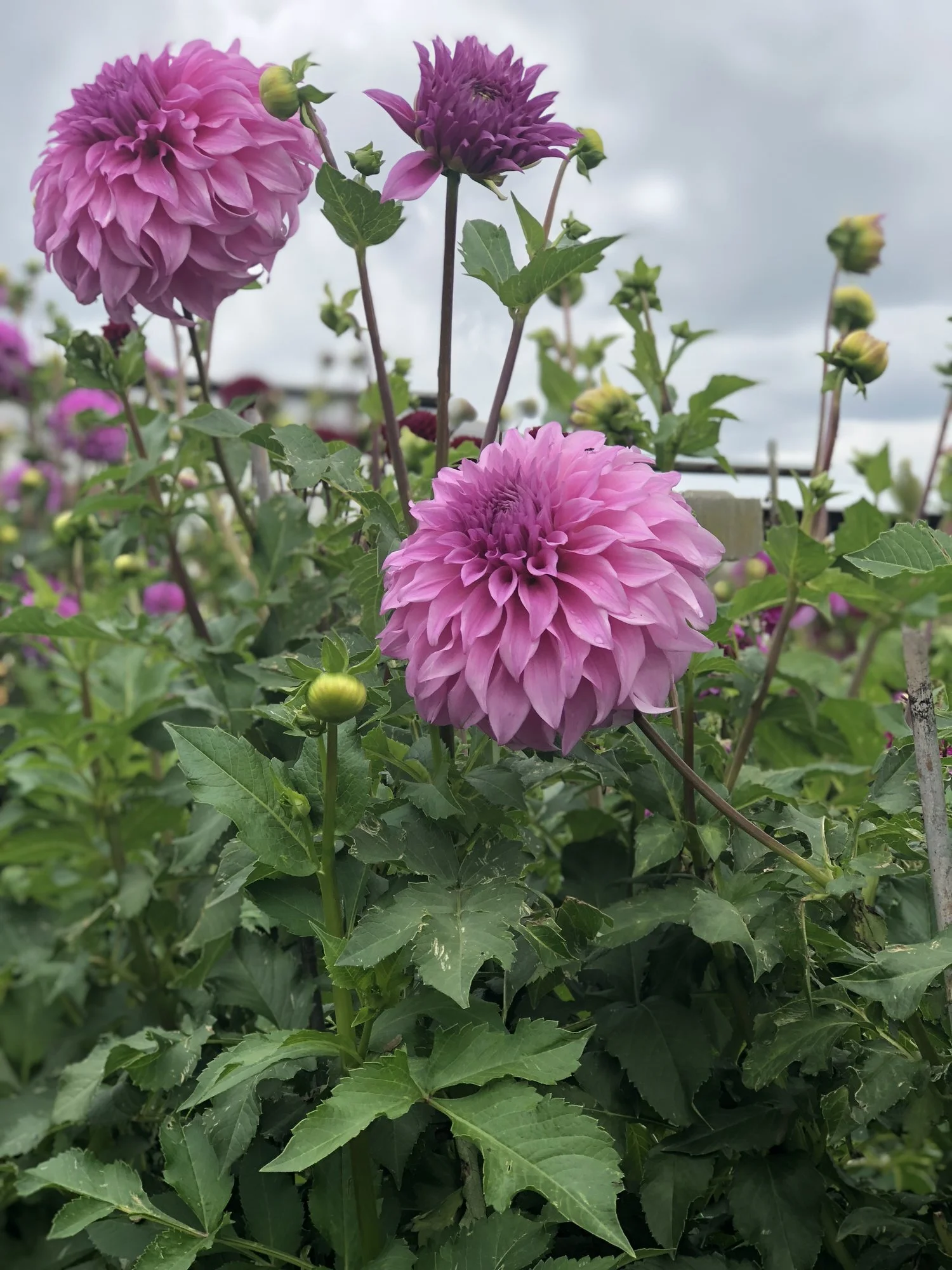 1E9BCA63-B990-4E53-AA32-A030460CFBFD