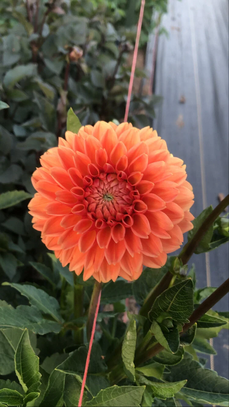 D2E595FE-A1F9-4BC6-994C-FF2521884540