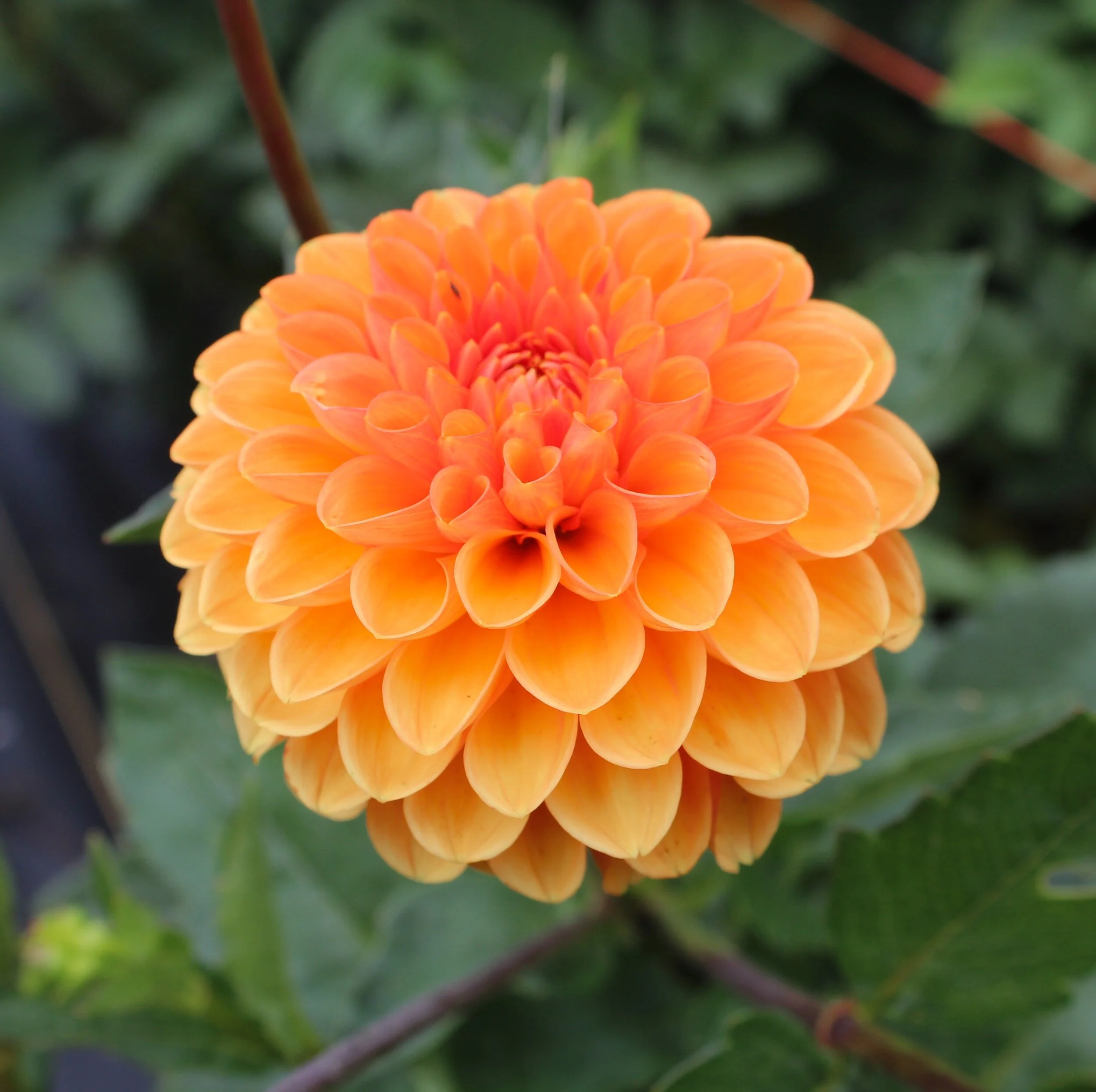 3A250930-0E30-46CA-A18C-58FE7DE9B08B