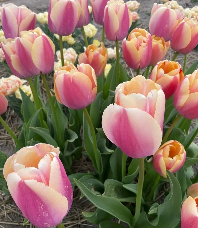 3FDDF2AE-AED4-42DB-9A32-CE8A73A5893F