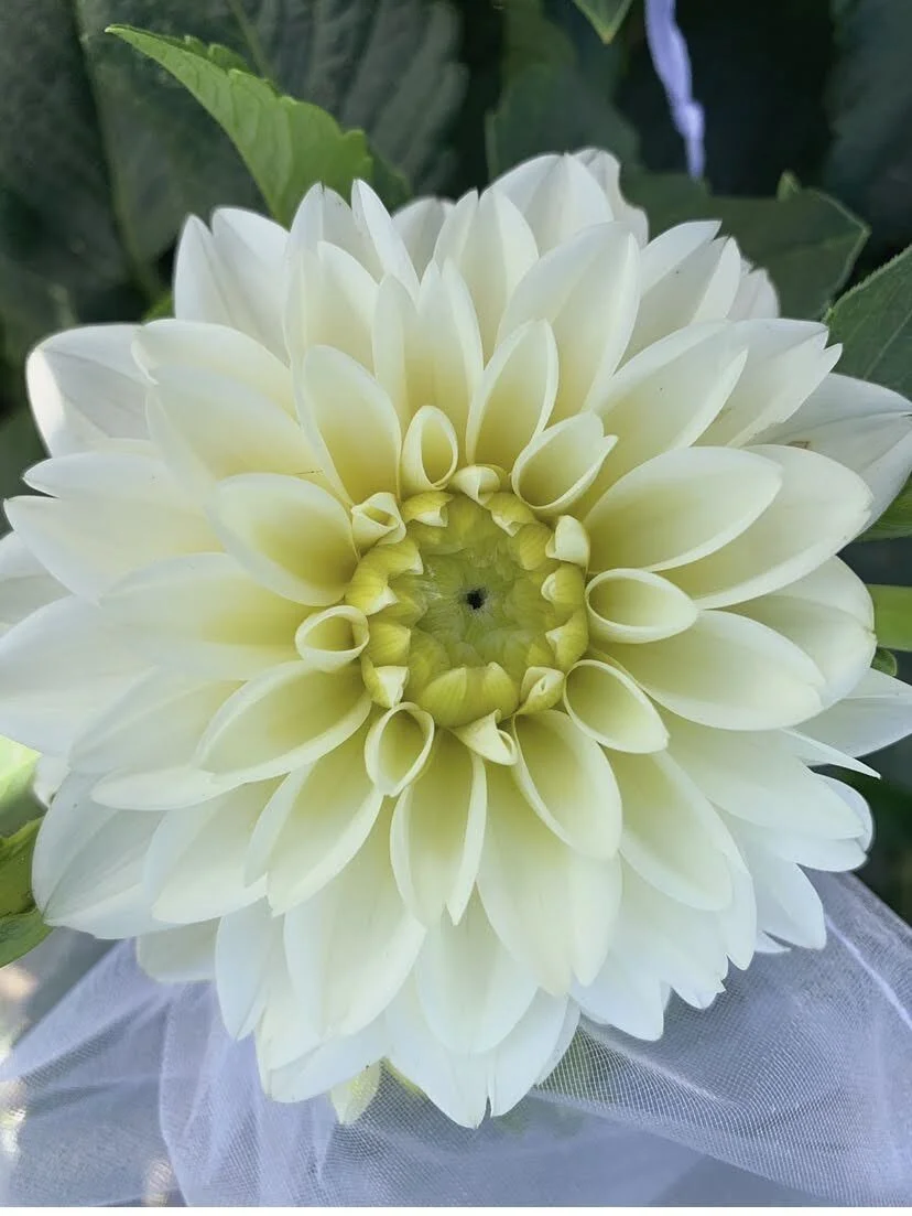 BAA3FA60-D55B-49C0-A8E2-409EA497A79C