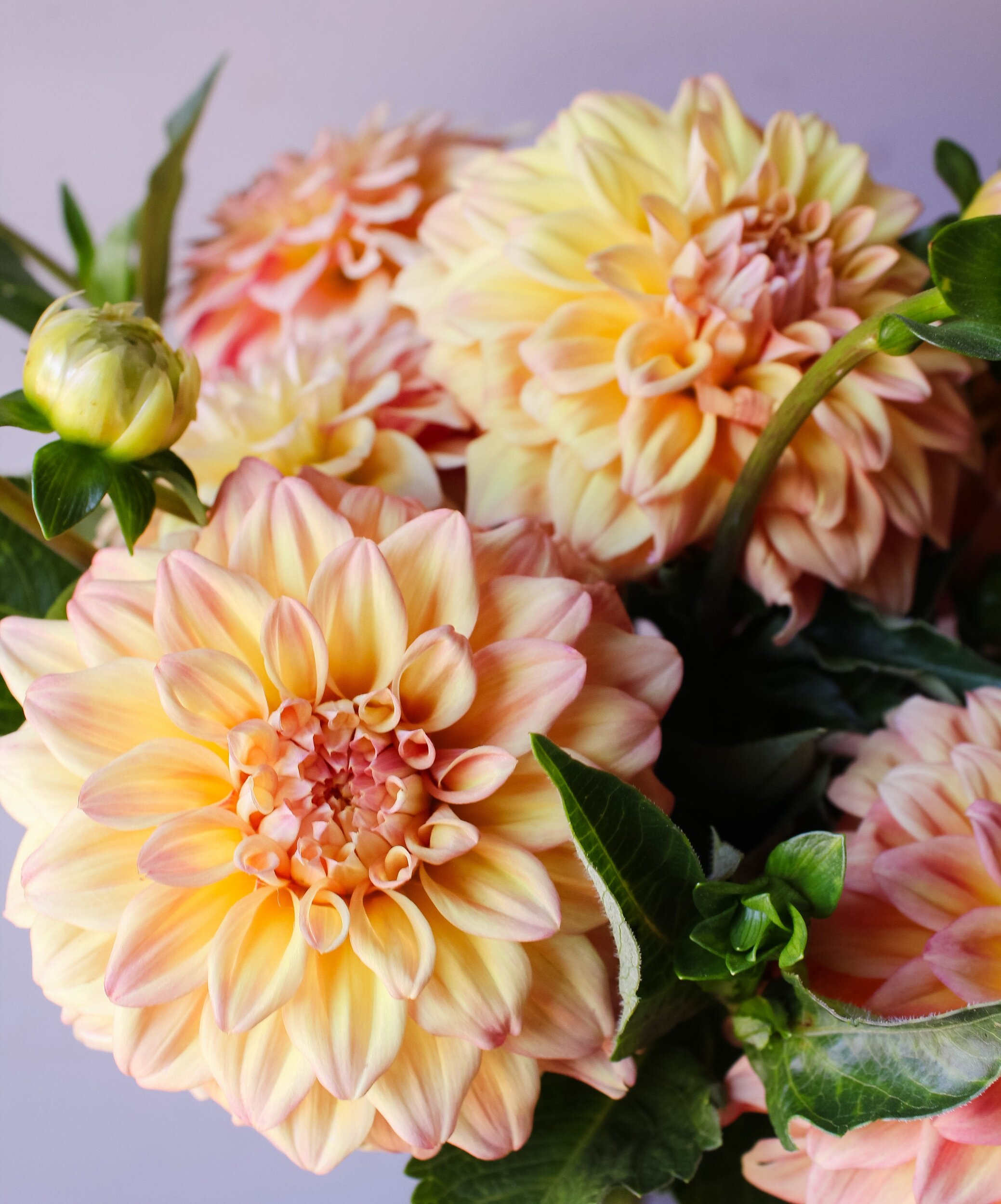 59AACA48-F69B-440D-A6DB-8B1DE43BB499