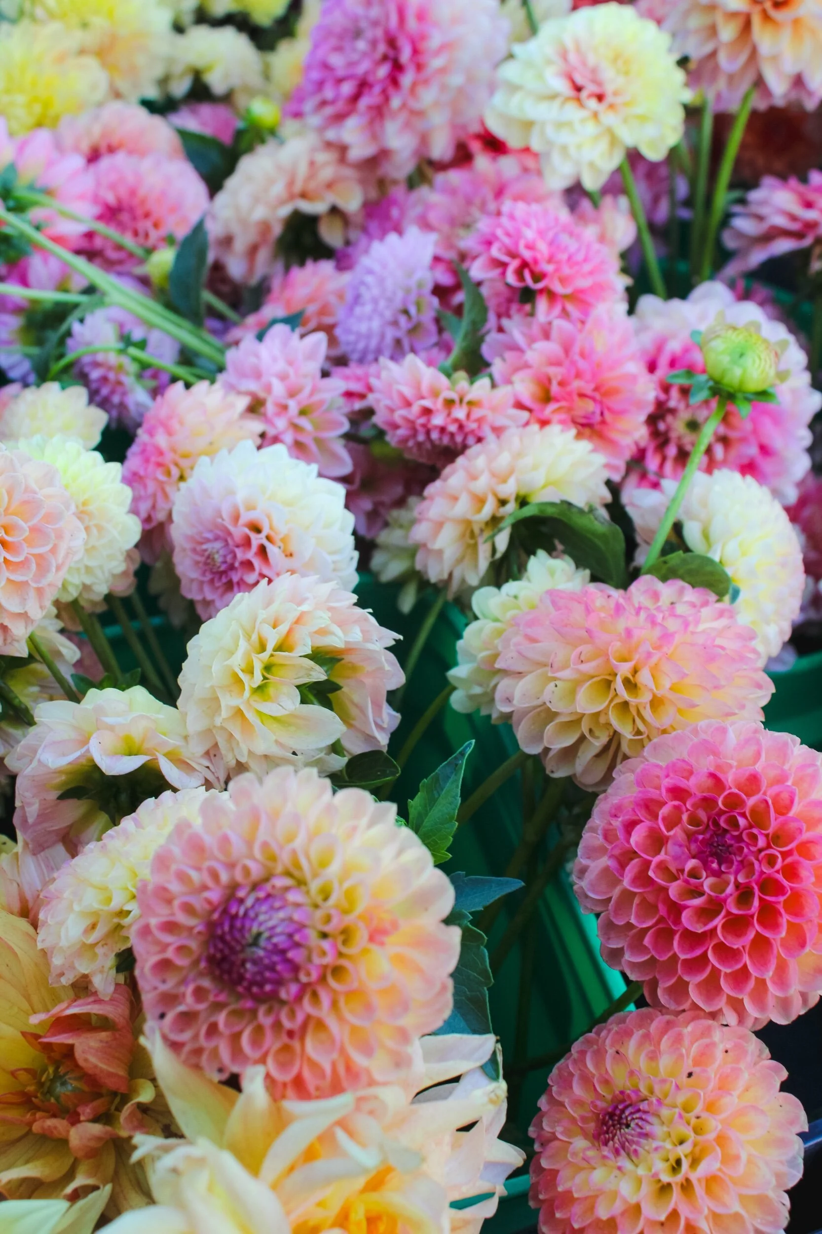 8AB97052-976A-4A61-93DC-94F7334FF4CE