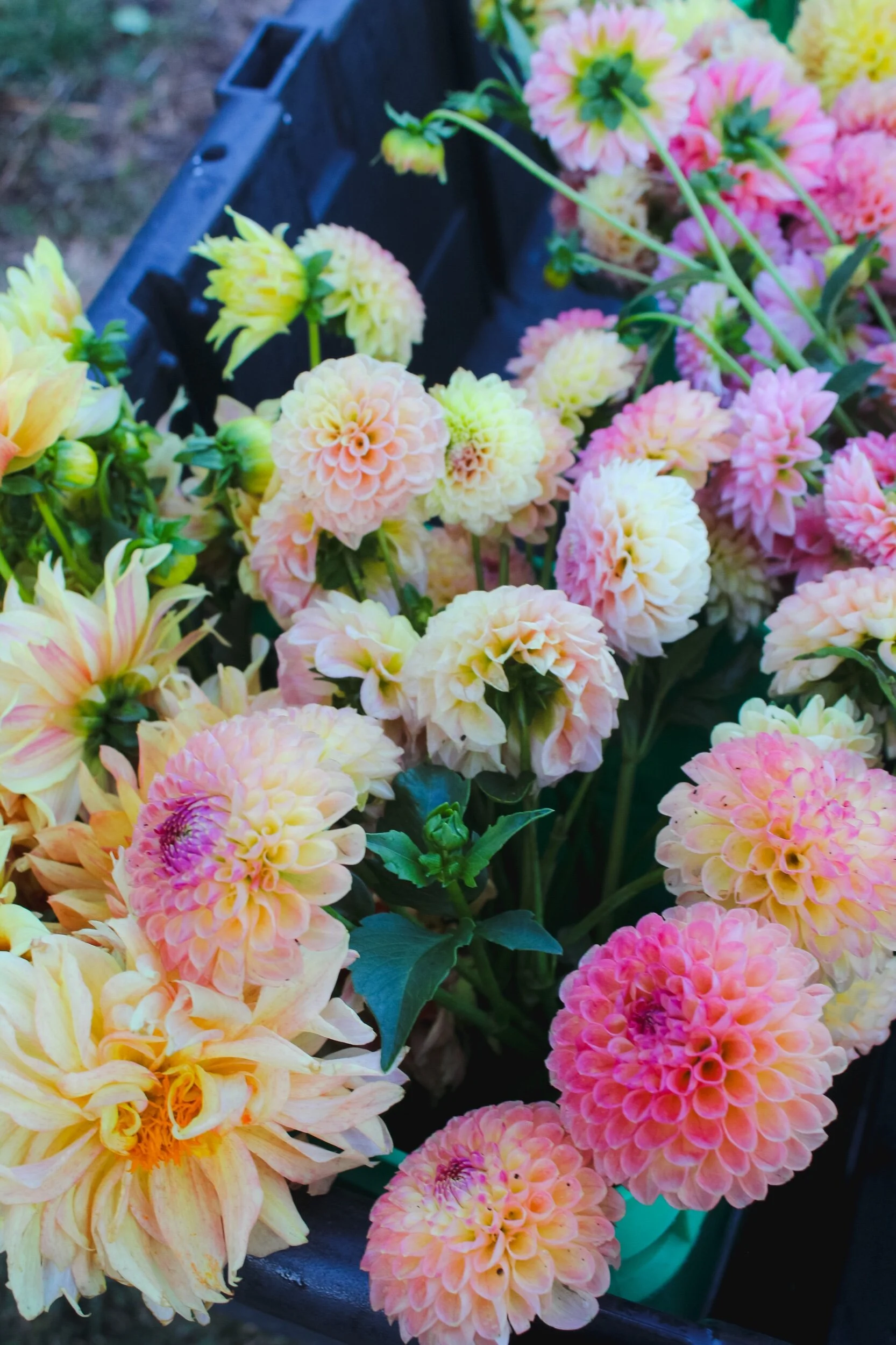 6630F865-E564-4ACE-A91C-0B3B98D5A836