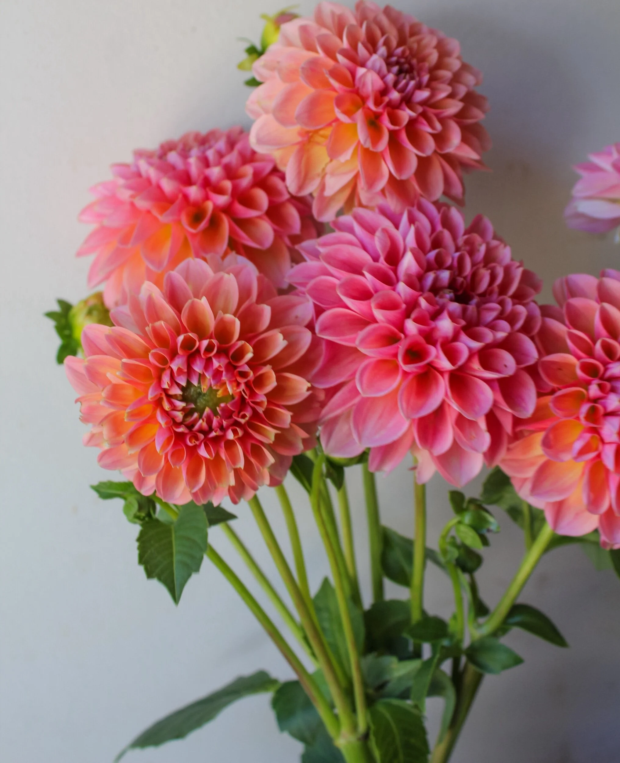 8FB68A31-E630-4C23-82BC-E5538093CFAD