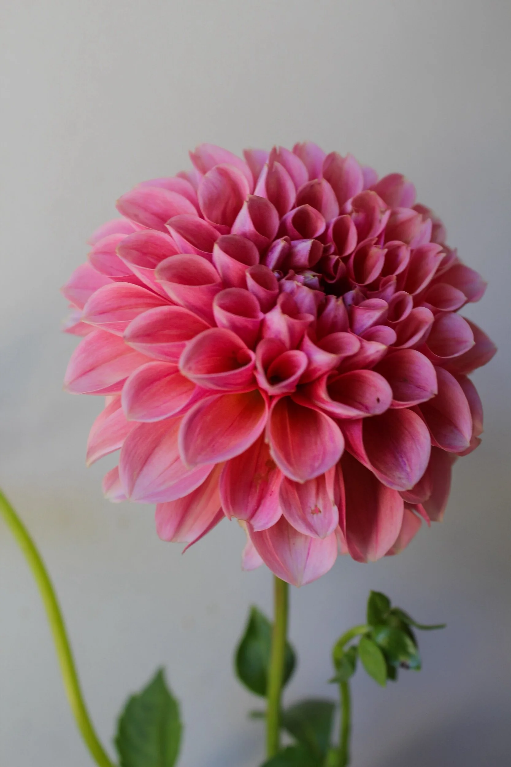 D6BB2DFF-3FFE-4C8F-8DFB-7FC24B1E99A7