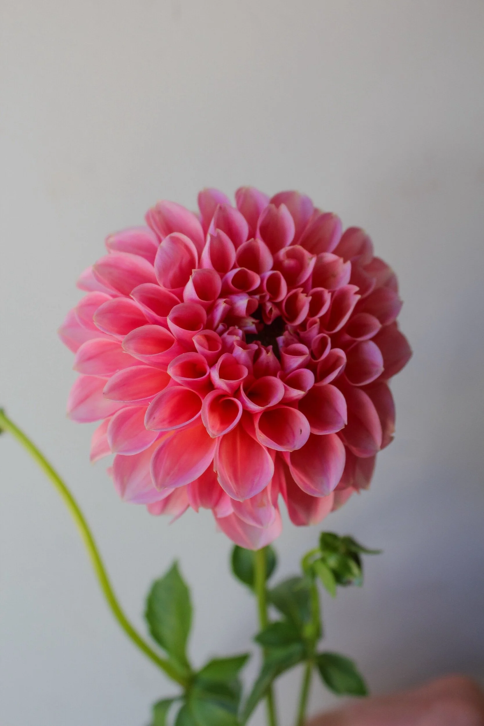 13DC6F42-0DD8-48B8-BF4C-DC8761F50CA7