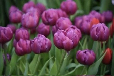 Tulip Bulb Respectable Double Peony Tulip