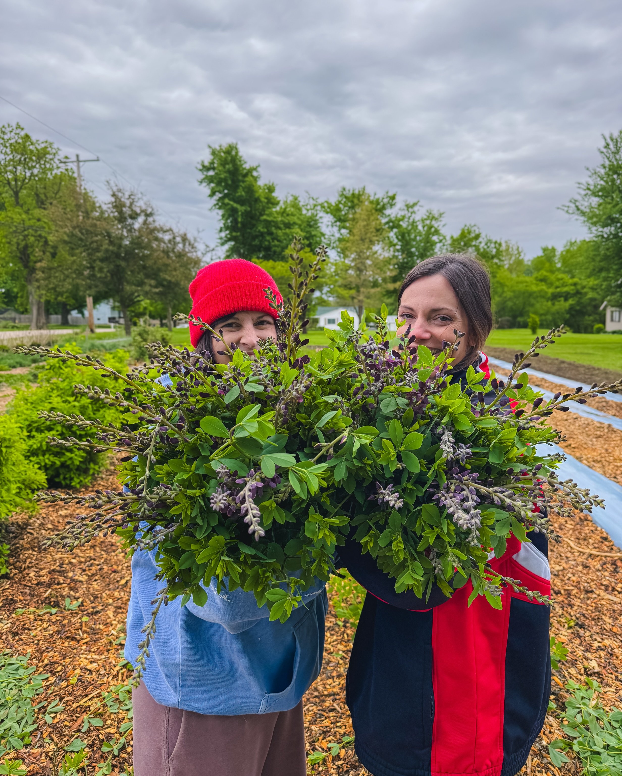 We were harvesting between rain showers today, so Shannon and I were trying to hide behind this beautiful blue-green foliage with purple spike flowers! (Also, some behind the scenes prep folding lots of paper for our fancy bouquets this weekend, and 