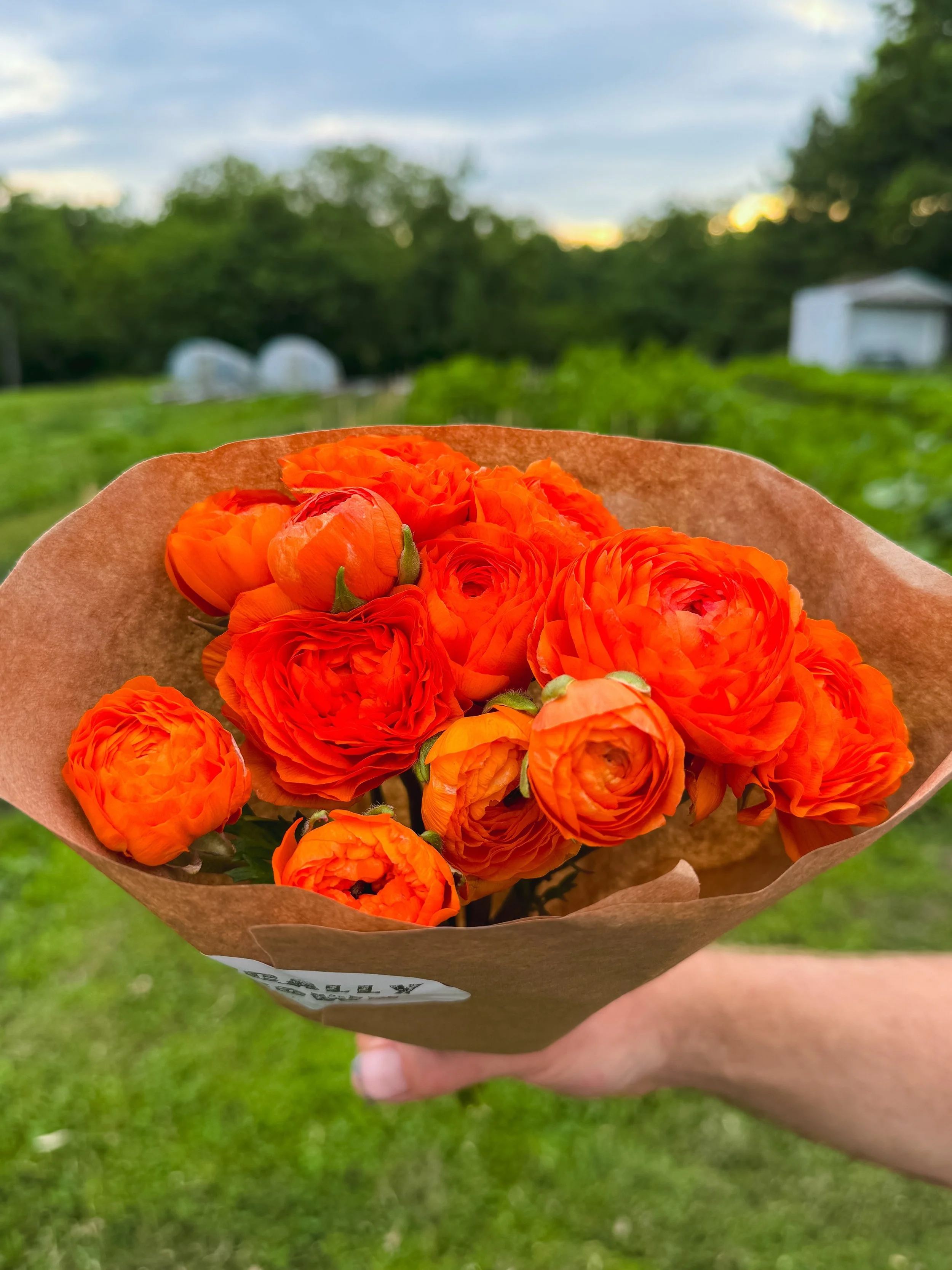🧡FARM STAND OPEN SUNDAY! 🧡

If you couldn&rsquo;t make it to the stand today, feel free to stop by tomorrow (Sunday) from 8am-noon (or sellout.) We have some gorgeous ranunculus bunches and peony bunches available, including these juicy oranges whi