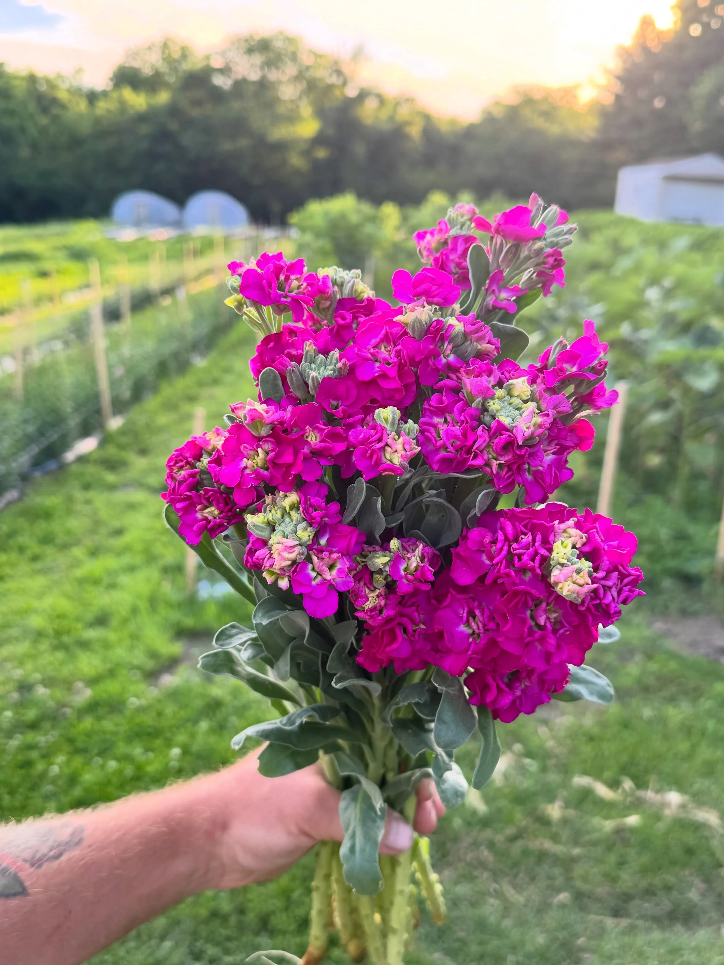 📣Quick farm update! 📣

It&rsquo;s been such a crazy week, I almost forgot to post again! Here are some of my favorite things from this week! 

🌸New flower varieties are starting to kick in everyday. This is fragrant stock! Here for a short time in